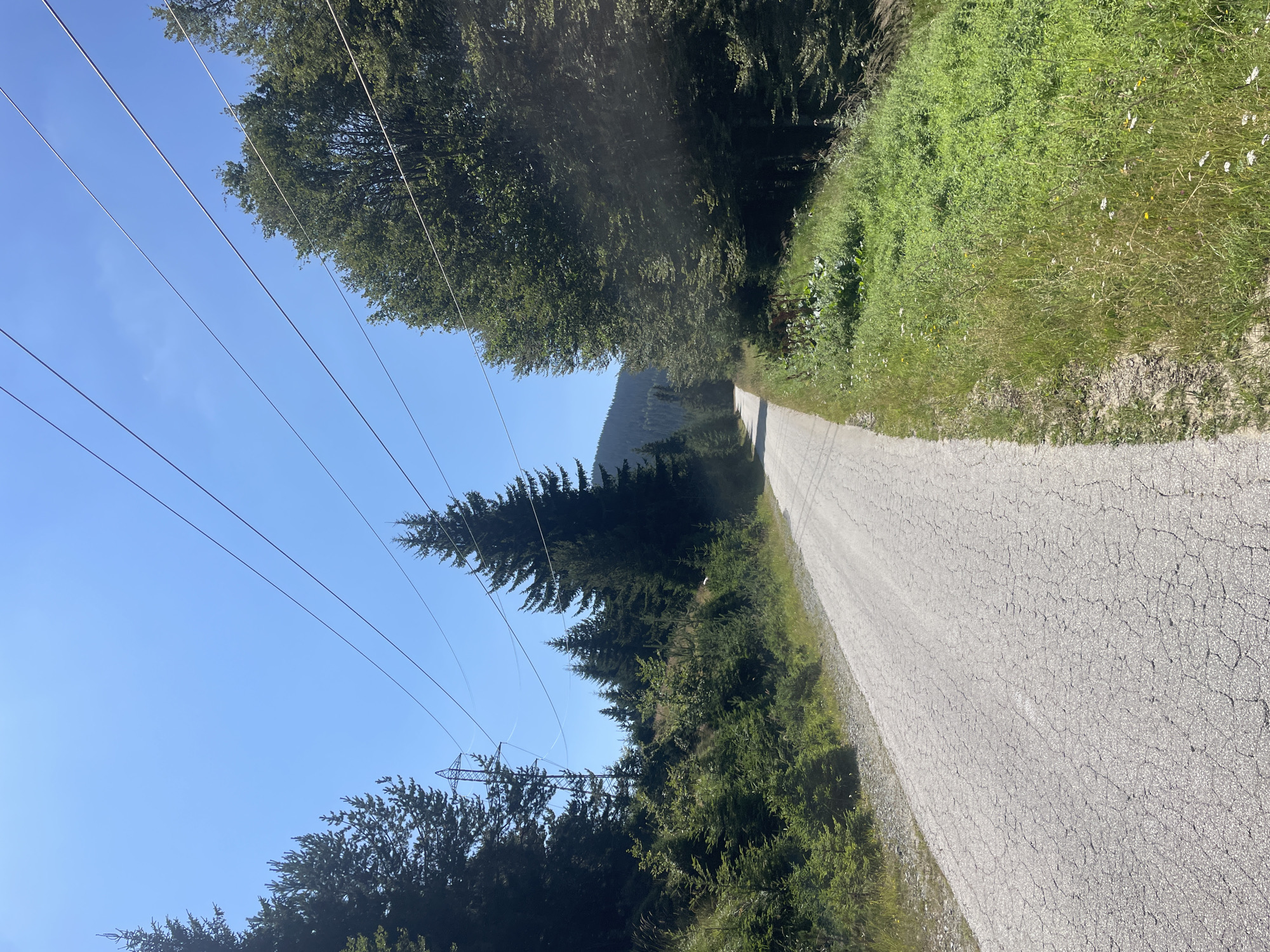 A paved road winds through a forest under a clear blue sky. Power lines are strung across the sky. The road surface is cracked and weathered. Dense green trees line both sides of the road, with a few scattered smaller evergreen trees on the left. In the distance, hills covered in trees are visible. The environment suggests a rural or mountainous area, possibly near Manastir, Bulgaria, given the context of the query, although the image itself does not provide explicit location markers. There are no people or animals visible in the scene. The overall impression is one of a secluded, natural landscape with human infrastructure.