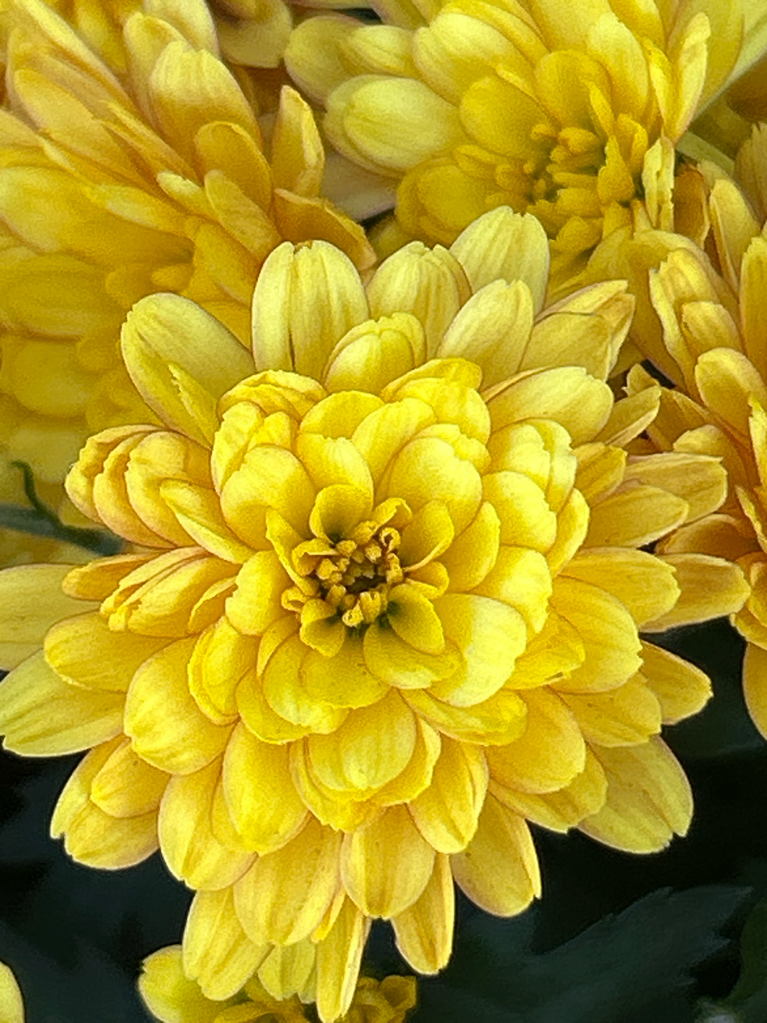 A close-up, upward shot shows a cluster of bright yellow chrysanthemum flowers. The focus is on a fully bloomed flower in the foreground, its numerous petals layered tightly around a central, textured disc. Surrounding this bloom are other chrysanthemums, some partially open and others in various stages of development, creating a rich tapestry of yellow hues. The background is a soft, dark green, suggesting foliage or a shadowed area that helps the vibrant yellow flowers stand out. The image captures the delicate texture and radial symmetry of the flowers.