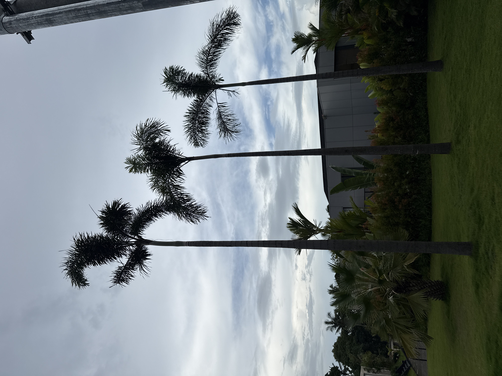 The image displays a tropical outdoor landscape, likely within a resort or landscaped area in Ubud District, Indonesia. Three tall, slender palm trees with dense, feathery fronds stand prominently, their dark silhouettes contrasting against a bright, partly cloudy sky. Their trunks emerge from a neatly manicured green lawn that spans the lower half of the frame.
Behind the lawn and the foreground palm trees, a lush array of tropical vegetation is visible, including various smaller palm species and dense green bushes. In the background, part of a modern building with dark, possibly reflective, facades is discernible through the foliage. A large, metallic, cylindrical structure or pipe extends diagonally across the top-left corner of the image, suggesting nearby infrastructure.
The sky is a mix of light blue with scattered white, wispy clouds and some patches of heavier grey cloud cover, indicating an overcast or partly cloudy daytime. The lighting creates a strong silhouette effect on the palm trees. There is no discernible human activity or visible text in the scene. The overall impression is one of peaceful tropical landscaping bordering contemporary architecture.