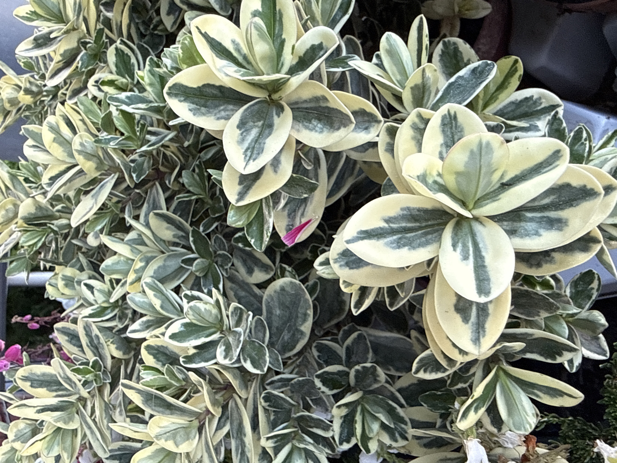 A close-up, overhead shot captures a dense cluster of variegated Hebe plants. The leaves are oval-shaped with a creamy white margin and a dark green center, exhibiting a marbled pattern. The plants are tightly packed, creating a lush, textured surface. A single, small pink flower bud is visible in the upper center of the image, peeking out from behind the foliage. The lighting suggests an outdoor setting, possibly a garden or a plant nursery, with the background blurred into shades of dark green and gray, hinting at other foliage and possibly artificial structures. The image does not contain any individuals or depict any specific actions or interactions. The location of this image is not identifiable from the visual information provided.