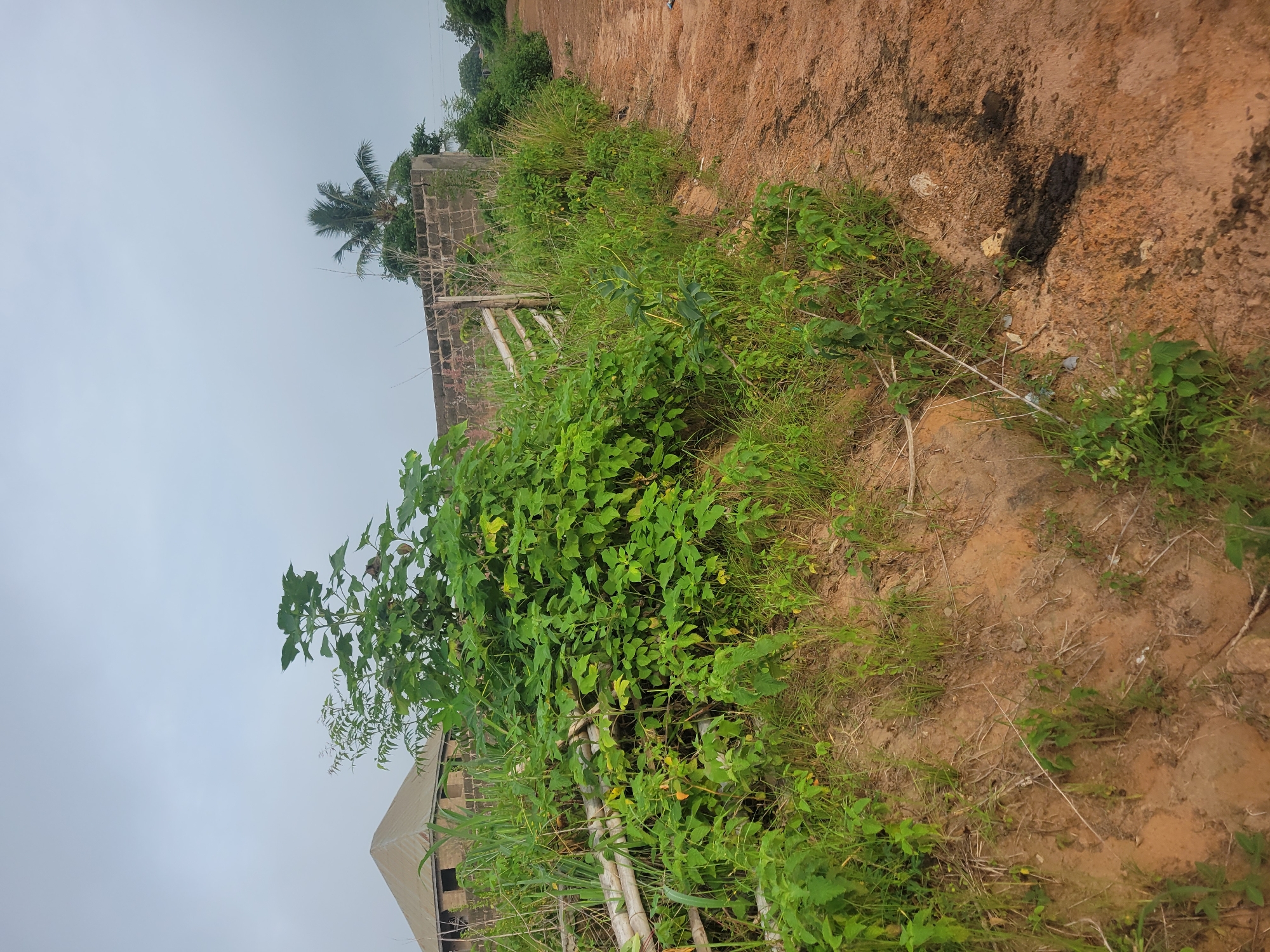 The image depicts an outdoor scene, likely in a rural or developing area, with a dirt path on the right and overgrown vegetation on the left. In the background, a brick wall runs horizontally, with a partially constructed building visible to its left. A single palm tree stands behind the wall. The foreground shows a mixture of dry, sandy soil and green plants, including some taller leafy bushes and grasses. There is also a makeshift fence made of bamboo poles. The sky is overcast. The overall impression is one of an undeveloped or partially developed area.