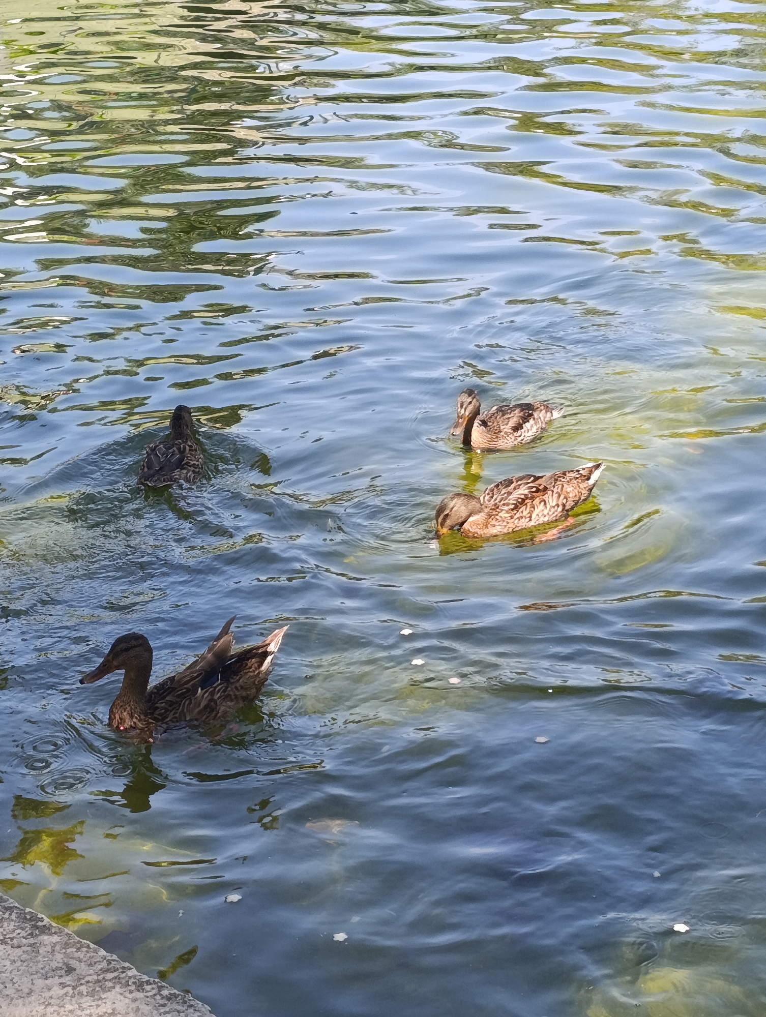 Four ducks are swimming in a body of water with rippling surfaces, reflecting the surrounding greenery and blue sky. The water has a greenish hue in some areas, suggesting submerged vegetation or algae. The ducks are brown and mottled, characteristic of mallards. Three ducks are clustered together in the middle ground, with one dipping its head into the water as if feeding, while the other two swim side-by-side. The fourth duck is further in the foreground, facing left with its head raised. A stone ledge or embankment is visible in the bottom left corner, indicating the edge of the body of water. The scene appears to be a natural or park-like setting within the city of Setúbal, Portugal, likely a pond or calm river section.