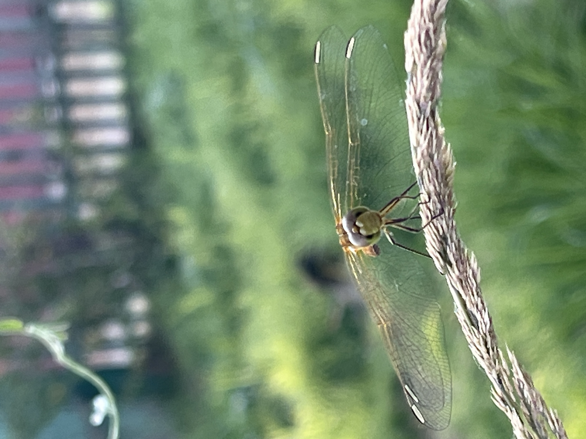A close-up, vertical shot features a dragonfly perched on a dried stalk of grass. The dragonfly is positioned to the right of the frame, with its head facing left. Its translucent wings, veined and iridescent, are spread wide, displaying delicate patterns and white spots near the wingtips. The dragonfly's body is slender and segmented, with a yellowish-green head and visible compound eyes. The stalk of grass is textured and appears dry and light brown.
The background is softly blurred, suggesting an outdoor setting with lush green foliage. Hints of a building with horizontal bands of muted colors, possibly reddish and white, are visible in the upper left quadrant, indicating an urban or suburban edge environment. A delicate green vine curls in the lower left corner. The lighting suggests daylight, likely overcast or with diffused sunlight, as there are no harsh shadows. The overall mood is one of quiet observation of nature. No text is visible in the image. The location context is Krasnyye Barrikady, Russia.