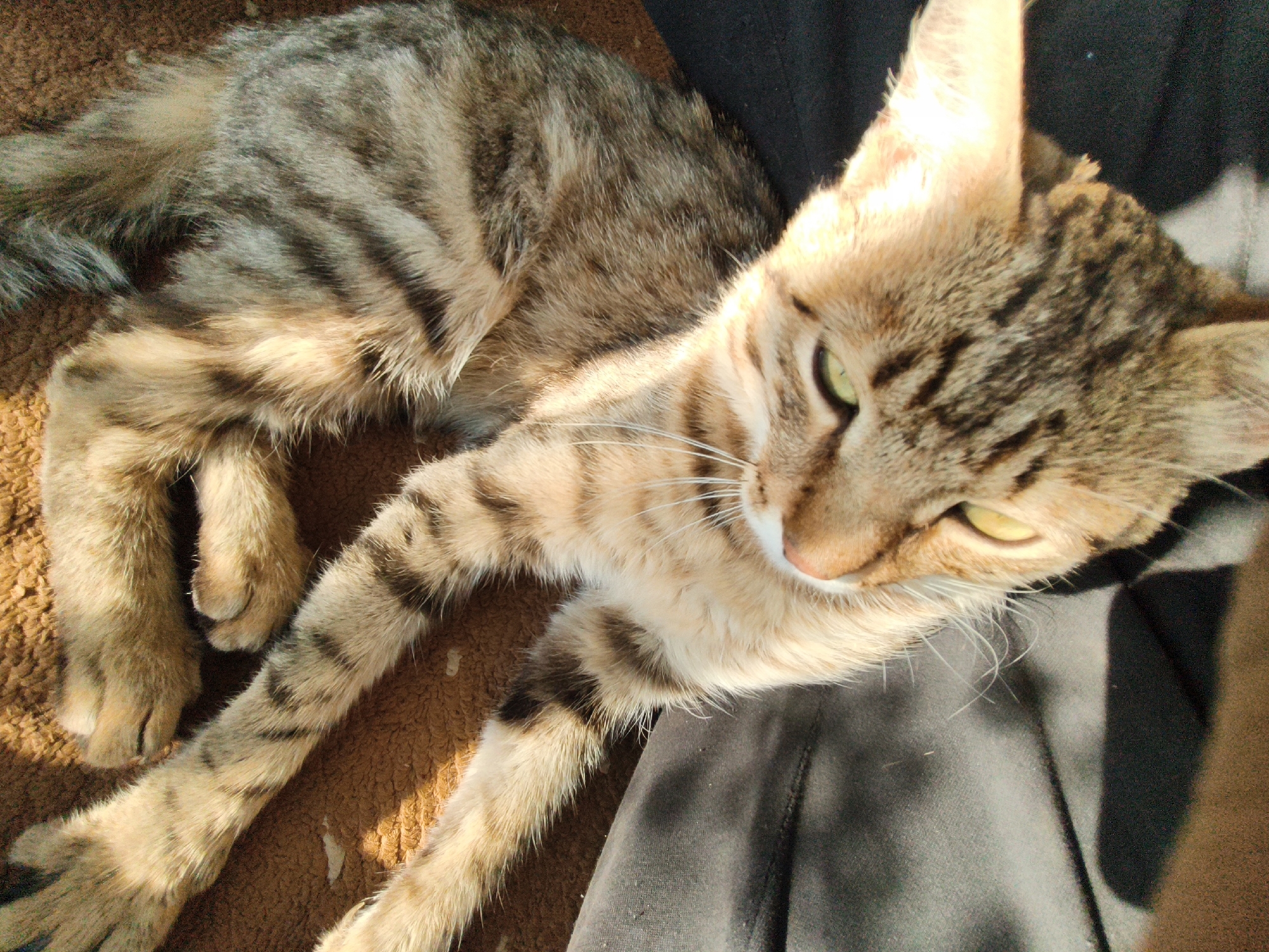 A tabby cat with green eyes is lying on its side. The cat is facing right, with its head turned towards the camera. Its fur is a mix of brown and black stripes. The cat is lying on a brown, furry surface, possibly a blanket or rug. To the right of the cat, there is a dark gray fabric, possibly clothing. The lighting suggests it is daytime, with sunlight casting shadows. The background is blurred.