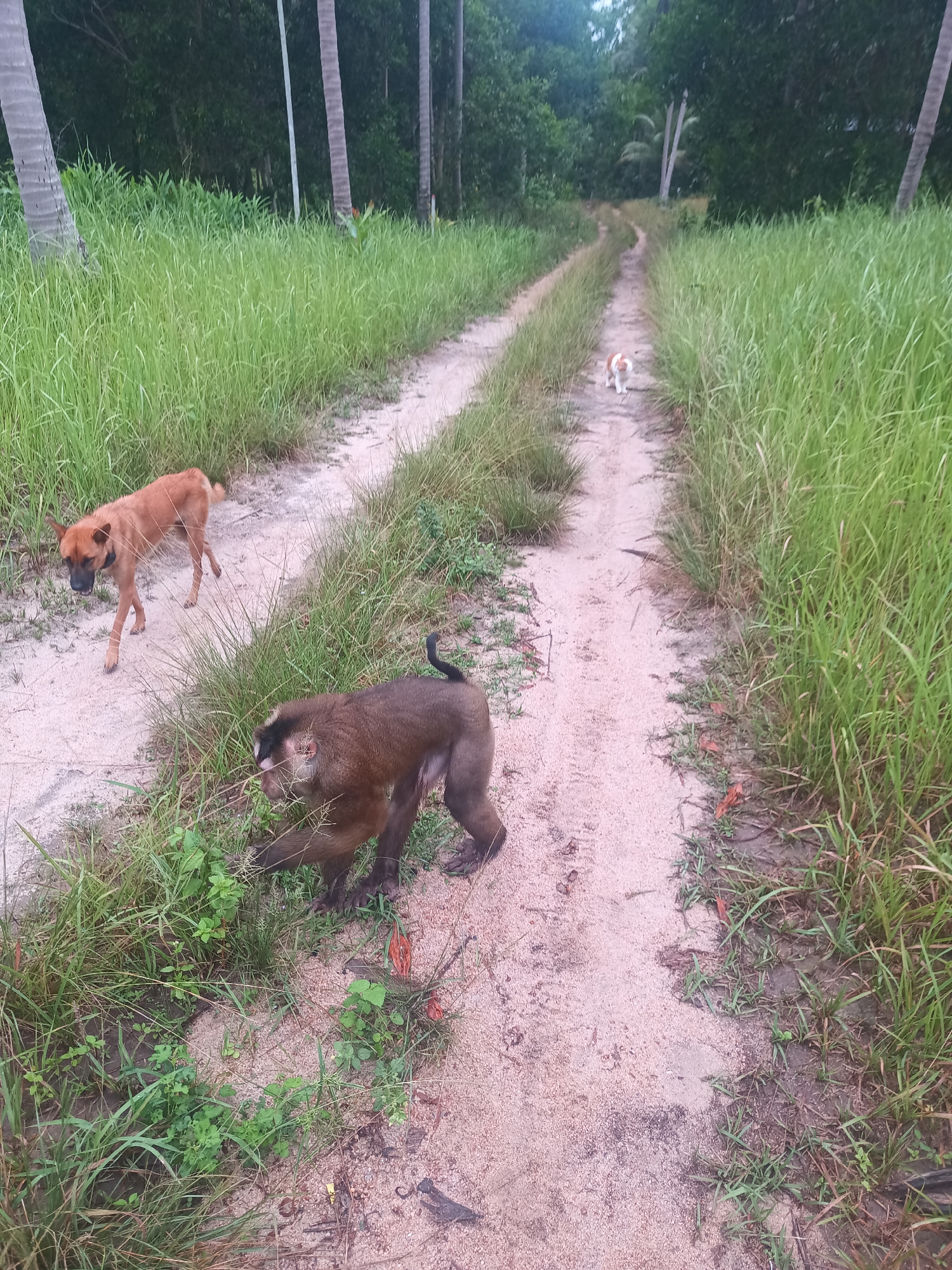The image, taken in Baan Thong Nang, Thailand, shows a sandy dirt road with tall grass on either side. A brown monkey is walking near the left side of the road, close to the grass. A brown dog is walking along the road behind the monkey. Further down the road, a white and brown dog is visible. The background is filled with dense green foliage and palm trees. The sky is overcast.