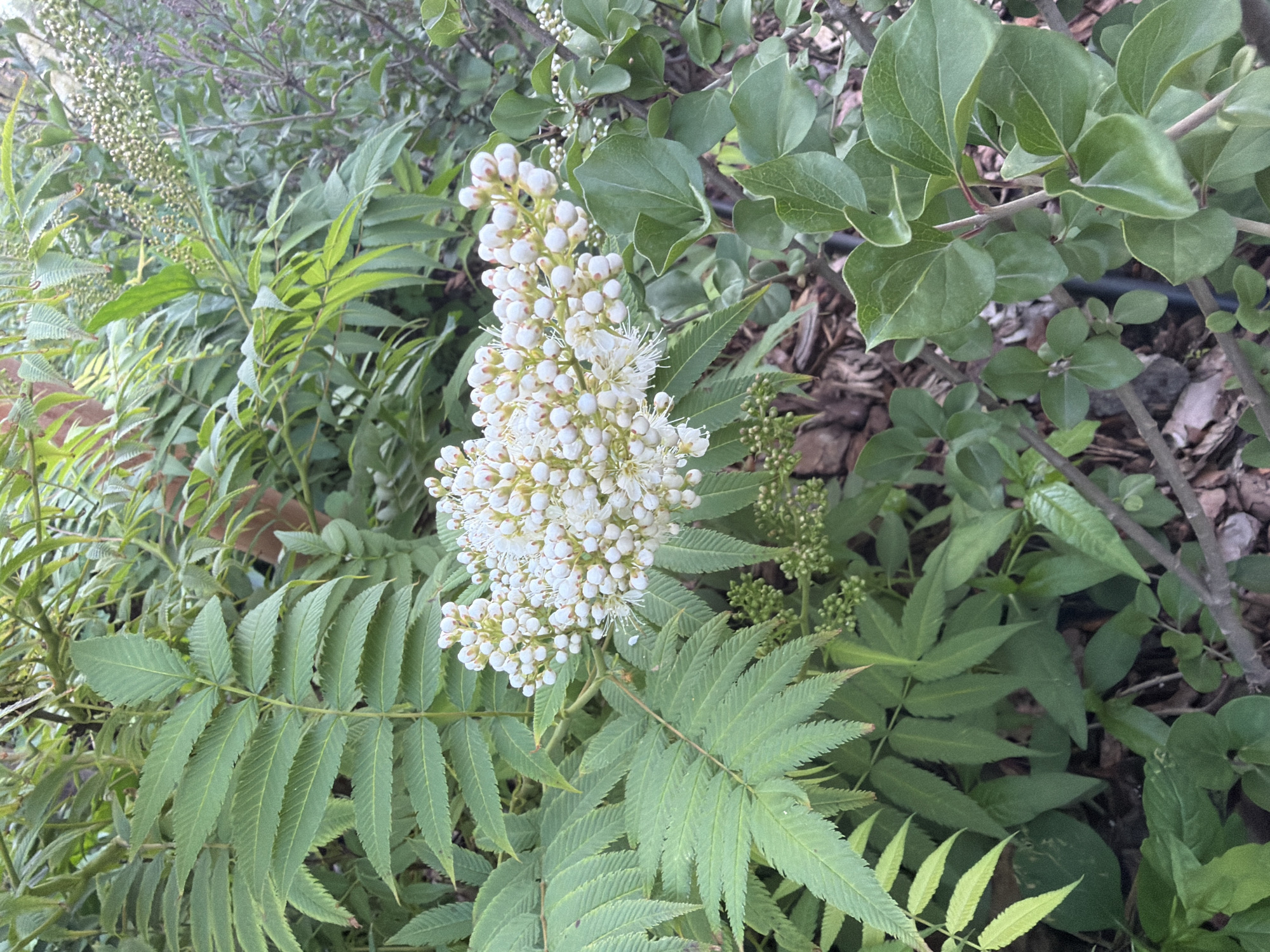 A close-up, eye-level outdoor shot shows a cluster of white flowers with green leaves and stems. The flowers are small and clustered together on long, thin stems, with some appearing to be buds. The leaves are compound, serrated, and a vibrant green. The background consists of more greenery and some dark, textured ground cover. The lighting suggests it is daytime, with soft, diffused light.