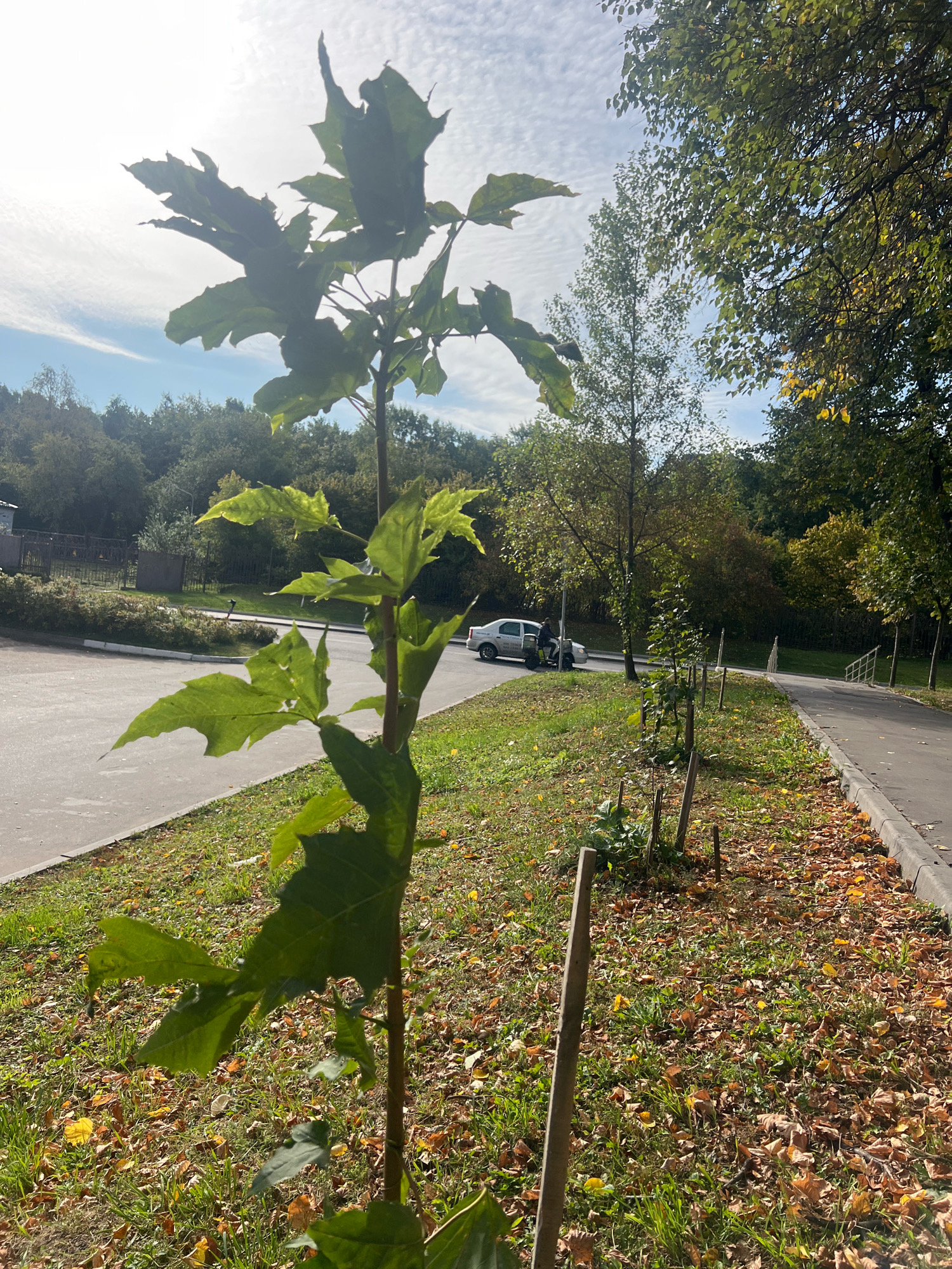 The image shows a young sapling in the foreground, its green leaves silhouetted against a bright sky. Behind the sapling, a paved pathway runs alongside a grassy verge littered with fallen autumn leaves. A silver car is parked on the left side of the road, with two people standing near it. A dense line of trees forms the backdrop, with some showing signs of autumn color. The overall scene suggests an outdoor location in a city park or suburban area during the autumn season. Without further information, it is impossible to determine the exact location within Moscow, Russia.