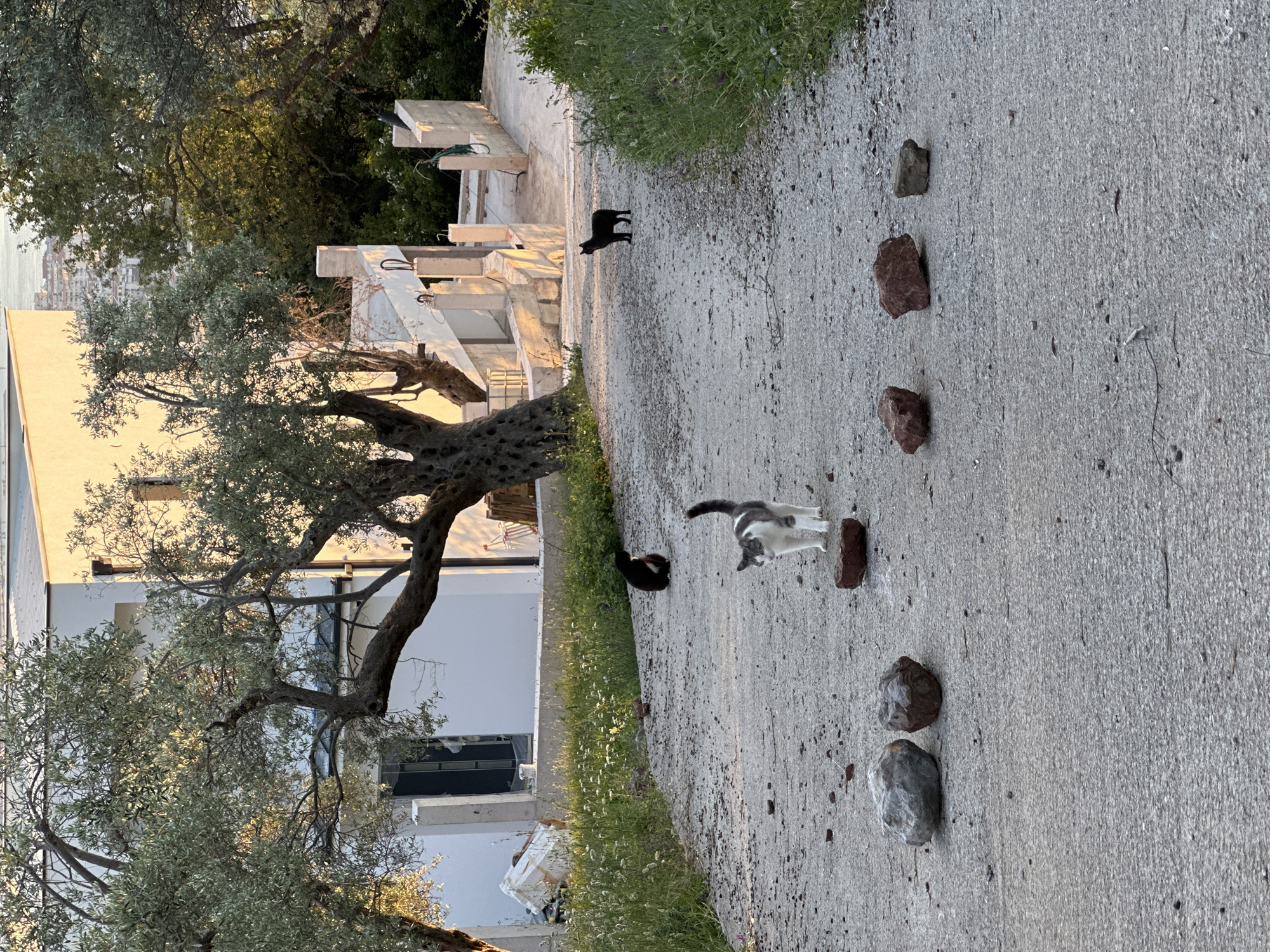 The image depicts a paved path in Velembusi, Montenegro. The path is lined with green vegetation on one side and a building with a large tree on the other. Scattered along the path are five rocks and three cats. One cat is black and standing near the building, another is black and walking away on the path, and the third is white and gray, standing on one of the rocks. The building is white and appears to be under construction or renovation. In the background, there are trees and a glimpse of what appears to be a town or village.