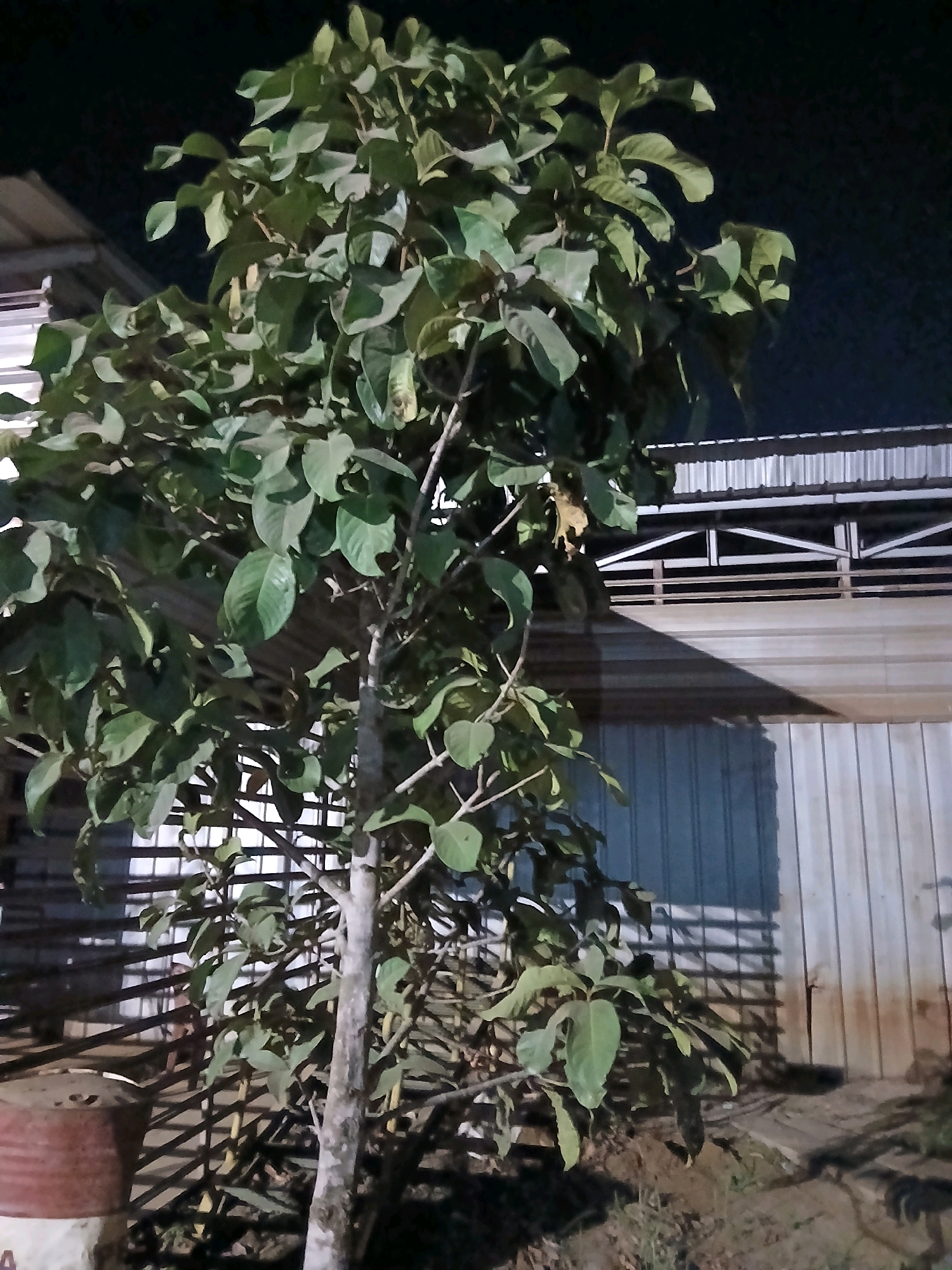 A young tree with green leaves stands in front of a corrugated metal building at night in Pangkalpinang, Indonesia. The tree is positioned centrally in the frame, its branches reaching upwards and outwards. Behind the tree, the building has a silver, ribbed facade. Above the building, a section of a metal roof structure with horizontal beams is visible against the dark night sky. To the left of the tree, a portion of a reddish-brown barrel can be seen. The ground appears to be dirt and dry grass. The lighting suggests artificial illumination, casting shadows.