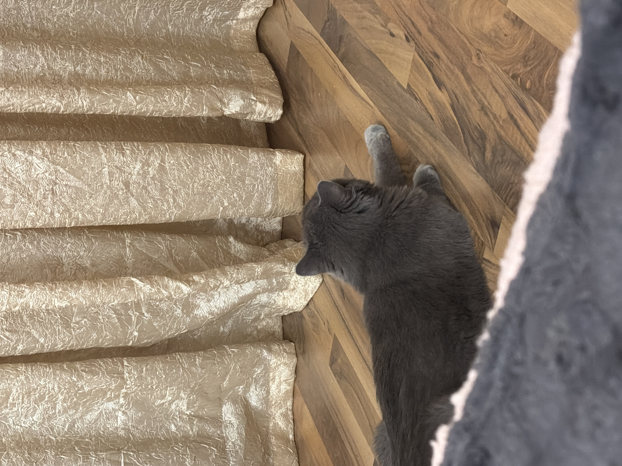 A grey cat is lying on a wooden floor in front of a creased, golden curtain. The cat is facing away from the camera, with its head turned to the right. Its tail is extended to the left. The floorboards are arranged diagonally, and the curtain has a crinkled texture. The foreground is blurred, showing a portion of a grey, fuzzy blanket. The scene is indoors, with no discernible elements that would suggest a specific location within the city of Kyiv, Ukraine.