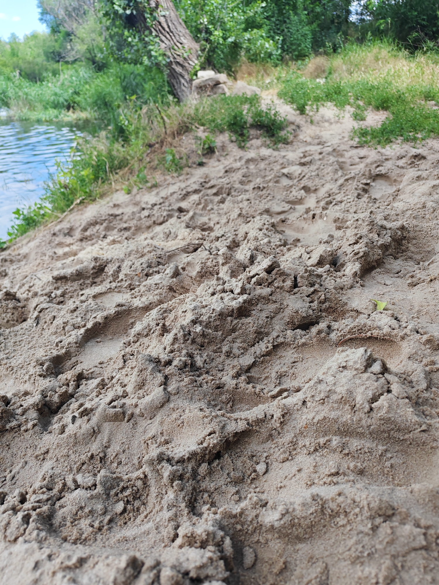 This is a close-up, low-angle shot of sandy ground on the bank of a body of water, likely a river. The sand is light brown and textured, with visible footprints and indentations, indicating recent activity. To the left, a portion of calm, blue water is visible, reflecting the sky. Along the bank, green vegetation, including tall grasses and trees, thrives. In the background, more trees and foliage create a dense, natural setting. The scene appears to be a natural area, possibly a park or wilderness by the water. There are no people or specific structures visible in the image, only the natural elements of sand, water, and vegetation.