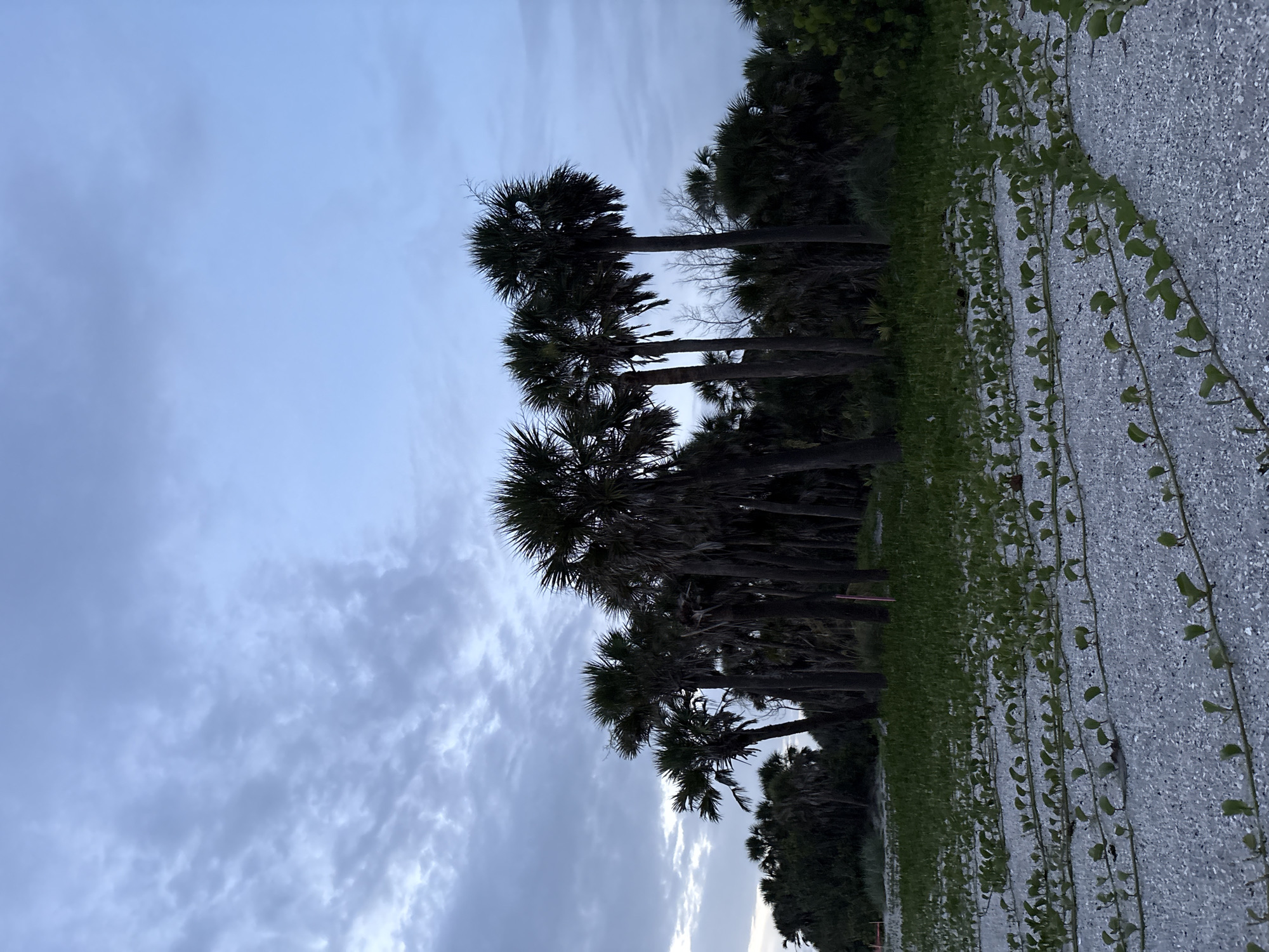 The image depicts a beach scene with palm trees silhouetted against a cloudy sky. The foreground is covered in a low-lying green vine that trails across the sandy, shell-strewn ground. A dense cluster of palm trees is visible in the middle ground, with smaller trees and foliage further back. The sky is a pale blue with wispy, grey clouds. The scene appears to be set at dusk or dawn. Based on the presence of palm trees and the coastal environment, this scene is likely located in a coastal city in Florida, such as Venice, United States of America. There are no people or visible animals in the image.