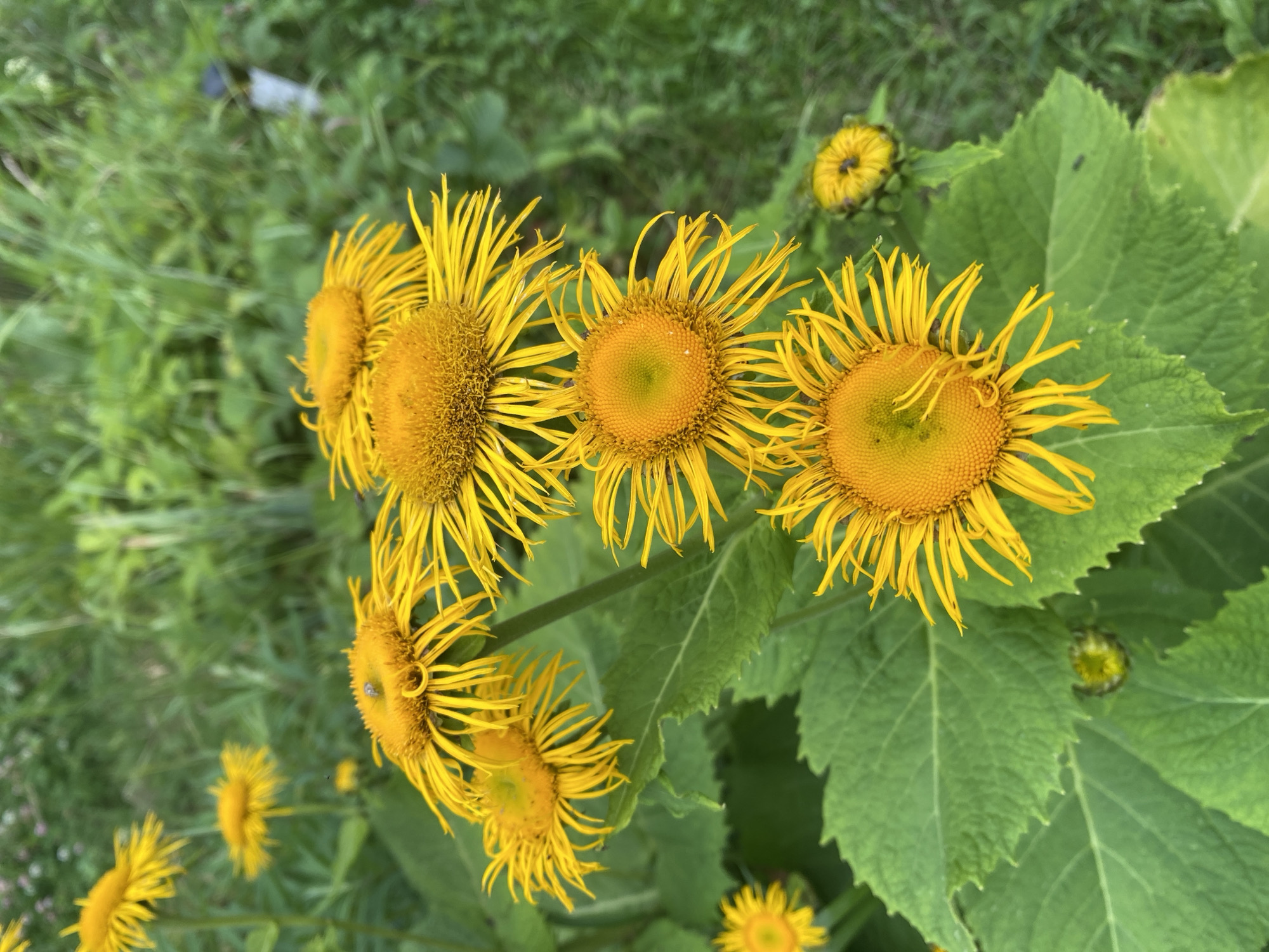 A close-up, eye-level, vertical shot captures a cluster of bright yellow flowers with numerous thin, ray-like petals and prominent, fuzzy orange centers. The flowers are in various stages of bloom, with some fully open and others partially closed. They are surrounded by large, green, serrated leaves and set against a blurred background of lush green grass and foliage, suggesting an outdoor, natural setting. The image appears to have been taken in Lindo-Pustyn' (Kantaurovskii S/S), Russia, where such flora might be found in a garden or wild area. There are no people or animals visible in the frame, and the scene is static. The lighting suggests it is daytime, with soft light illuminating the flowers and leaves.