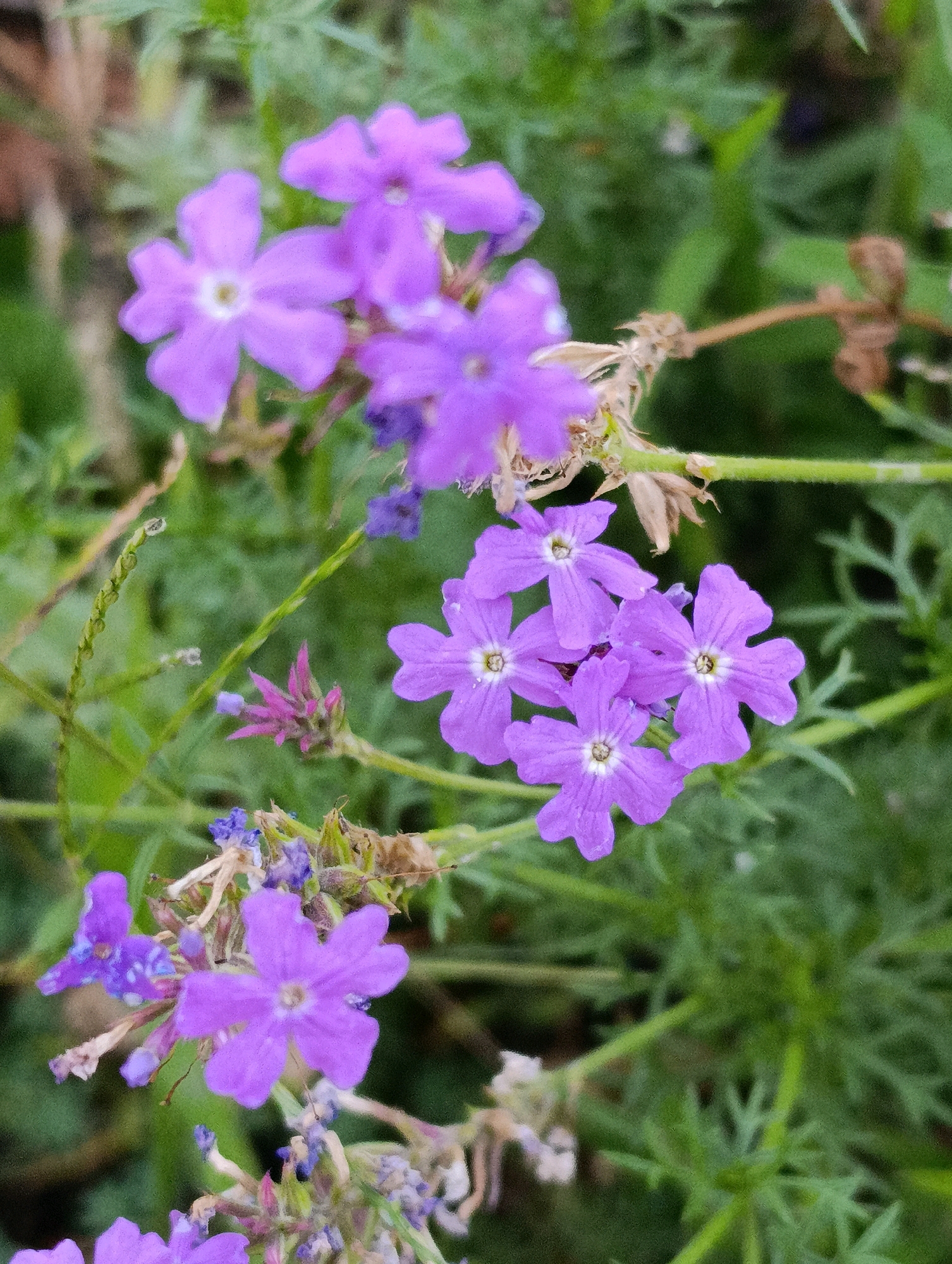 A cluster of small, purple flowers with five petals each is shown in close-up against a blurred green background. Some of the flowers are in bloom, while others are in various stages of development, including buds and dried seed pods. The flowers appear to be growing on thin, green stems, with some dried foliage visible among them. The image has a soft focus and a grainy texture. There is no indication of any specific location in Cherkasy, Ukraine.