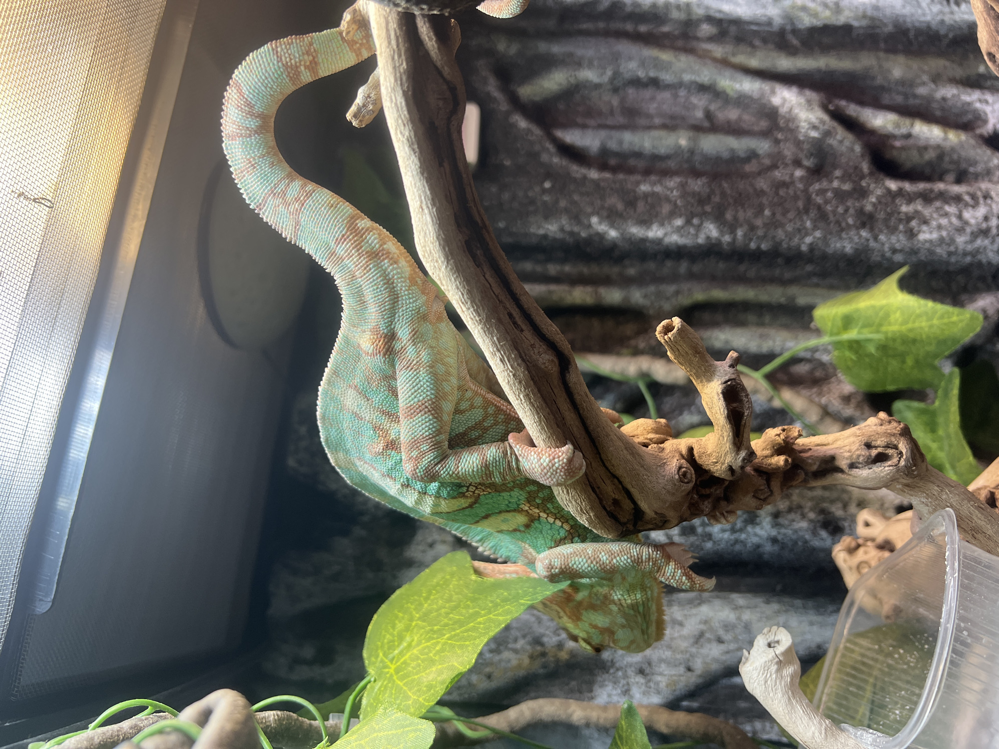 A chameleon is hanging upside down from a branch within an enclosure. The chameleon's body is primarily green and blue, with brown markings. The enclosure appears to be a terrarium. The background of the terrarium features an artificial rock texture. The scene does not include Moscow, Russia.