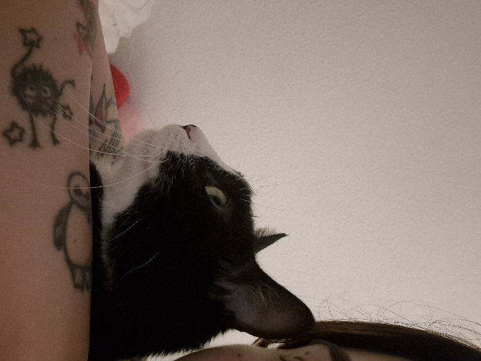 The image depicts a close-up, indoor scene. A black and white tuxedo cat, viewed in profile and facing left, rests on a human's tattooed left arm. The cat exhibits black fur on its head and body, a prominent white muzzle, chin, and chest, green eyes, and long white whiskers. Its left ear is upright. The human's left upper arm is visible across the lower frame, adorned with multiple dark tattoos, including a stylized, blob-like creature surrounded by stars on the lower left, and abstract patterns further along the arm. A section of the human's dark hair and the outer corner of their right eye are visible on the far right edge of the frame. The background consists of a plain, light-colored wall, with a blurred, partially visible red object situated to the left of the cat's head. The specific location within the city of Strasbourg, France, cannot be determined from the visual information provided.