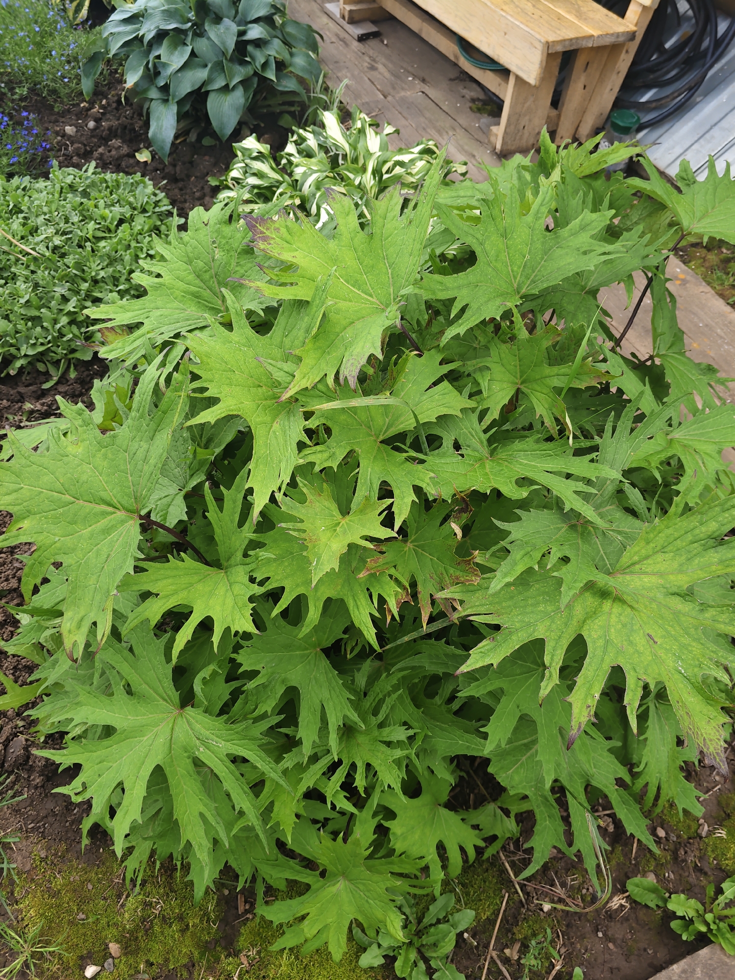 The image shows a close-up view of a large, leafy green plant with deeply lobed leaves. The plant is situated in a garden setting, with dark soil and moss visible around its base. In the background, a wooden bench and a roll of black hose are partially visible, suggesting an outdoor area. The overall impression is a natural, overgrown garden environment. The image is undated and there are no people present.