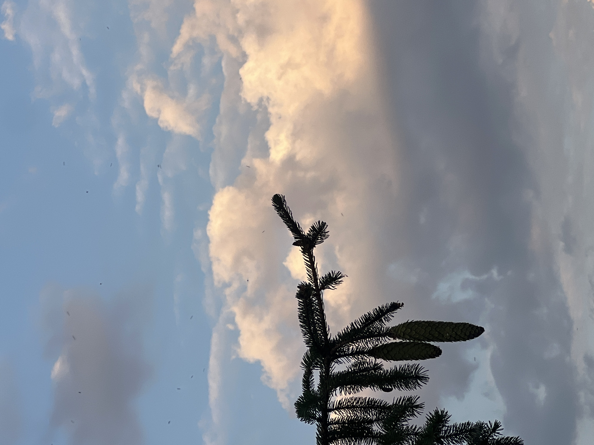 The image depicts a close-up of a pine branch with two prominent pinecones hanging from it. The branch is silhouetted against a sky filled with clouds. The sky exhibits a gradient of colors, transitioning from a clear blue at the top to hues of pink and orange where the sunlight hits the clouds. Scattered throughout the sky are numerous small, dark specks, which appear to be insects. The background consists of a mix of light and dark gray clouds, creating a textured sky. The image is framed from a low angle, looking upwards towards the sky and the branch. The scene does not provide any contextual information about the city of Fontanka, Ukraine, or any human presence within it.