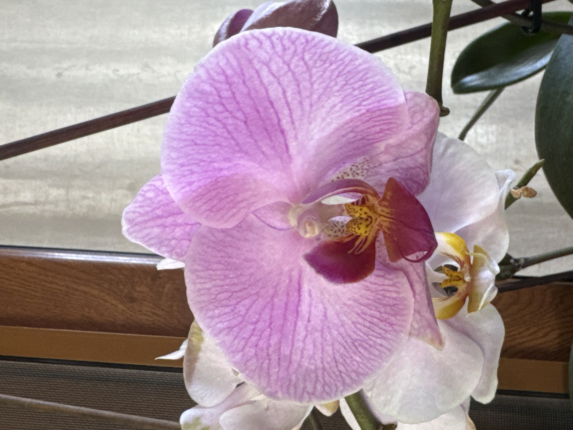 This is a close-up, eye-level, vertical, medium shot photograph of a blooming orchid. The orchid has large, vibrant pink petals with darker pink veining, and a deep burgundy and yellow center. Several smaller, white orchid buds are visible in the background, along with green leaves and a dark stem. The background is out of focus, showing a textured, light-colored curtain and a dark brown wooden frame, possibly part of a window or furniture. The lighting is soft and diffused, suggesting an indoor environment. There are no people or actions depicted in the image. The scene is static and focused solely on the orchid.