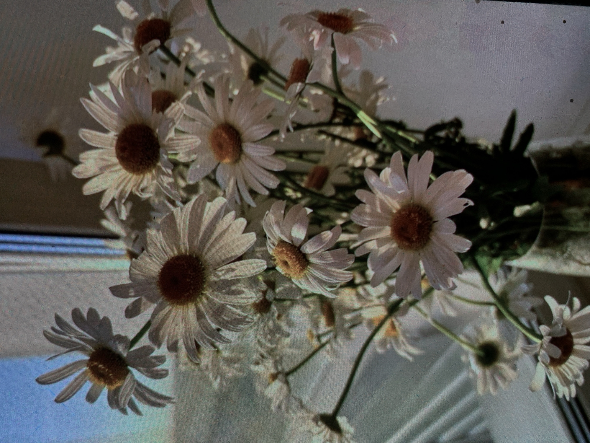 A close-up, slightly blurry, overhead shot captures a bouquet of white daisies with yellow-orange centers arranged in a clear glass vase. The vase is positioned on a surface near a window with vertical blinds, which are partially open, revealing a bright blue sky. The lighting suggests it is daytime, and the daisies are the primary subject, filling most of the frame. The background consists of the window and a neutral, light-colored wall. There are no people or animals visible in the image. The image is grainy, indicating a lower-resolution capture. The specific location in Nizhny Tagil, Russia cannot be determined from the visual information provided.