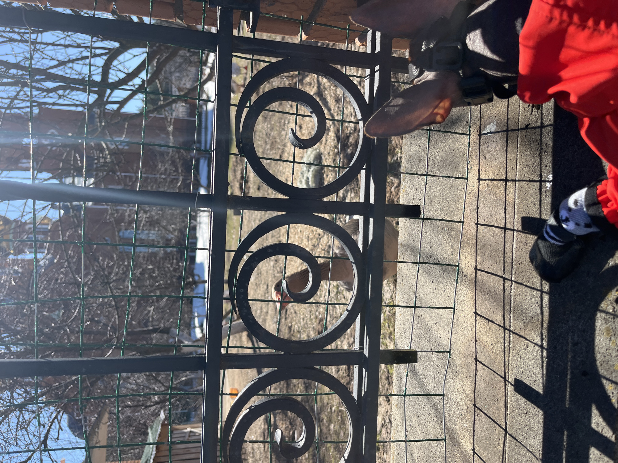 A partially obscured waterfowl, likely a duck or goose, is visible through an ornate, black metal fence. The bird has a brown and white patterned body with a reddish beak. The fence has circular, spiral designs. A person wearing a red jacket, black and white socks, and black shoes is standing near the fence. The setting appears to be outdoors, possibly a yard or park. Bare trees are visible in the background. The location details are not discernible from the image alone, so the claim of being in Chaikovsky, Russia, cannot be verified from this visual information.
