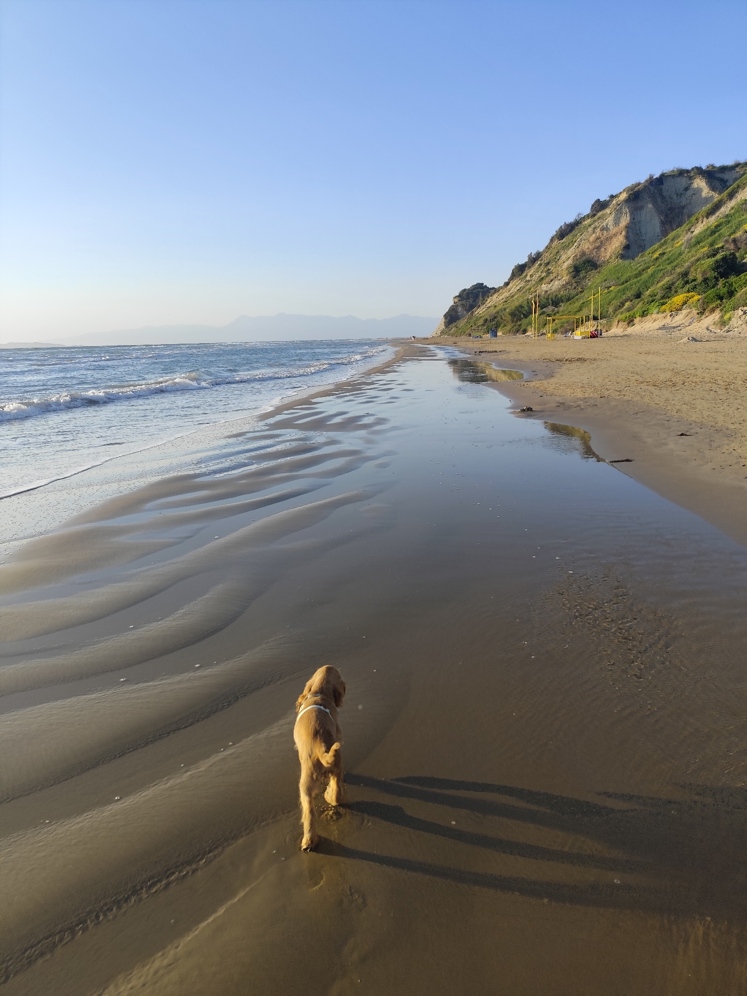 A medium shot depicts a small, light-brown dog walking away from the viewer on a beach. The dog is positioned towards the bottom of the frame, with its tail wagging slightly. It is wearing a light-colored harness. A long shadow stretches behind the dog. The beach sand displays patterns created by receding waves. To the left, the sea meets the shore with gentle waves. In the background, there is a strip of land with some visible vegetation. In the distance, there are mountains. The sky is clear and blue. The location is Agios Stefanos, Greece. There are no other people or objects directly interacting with the dog in the frame.