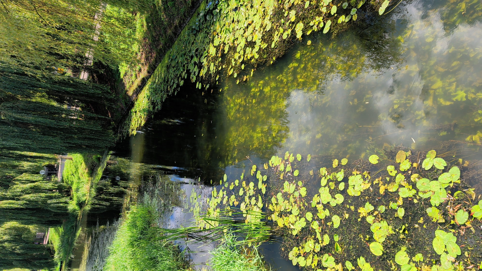 A canal is bordered by weeping willow trees and lush green grass. The water is dark and reflects the overcast sky and trees. Lily pads float on the surface of the water, concentrated on the left side of the canal. The canal is located in the city of Pułtusk, Poland, on a section of the Narew River.