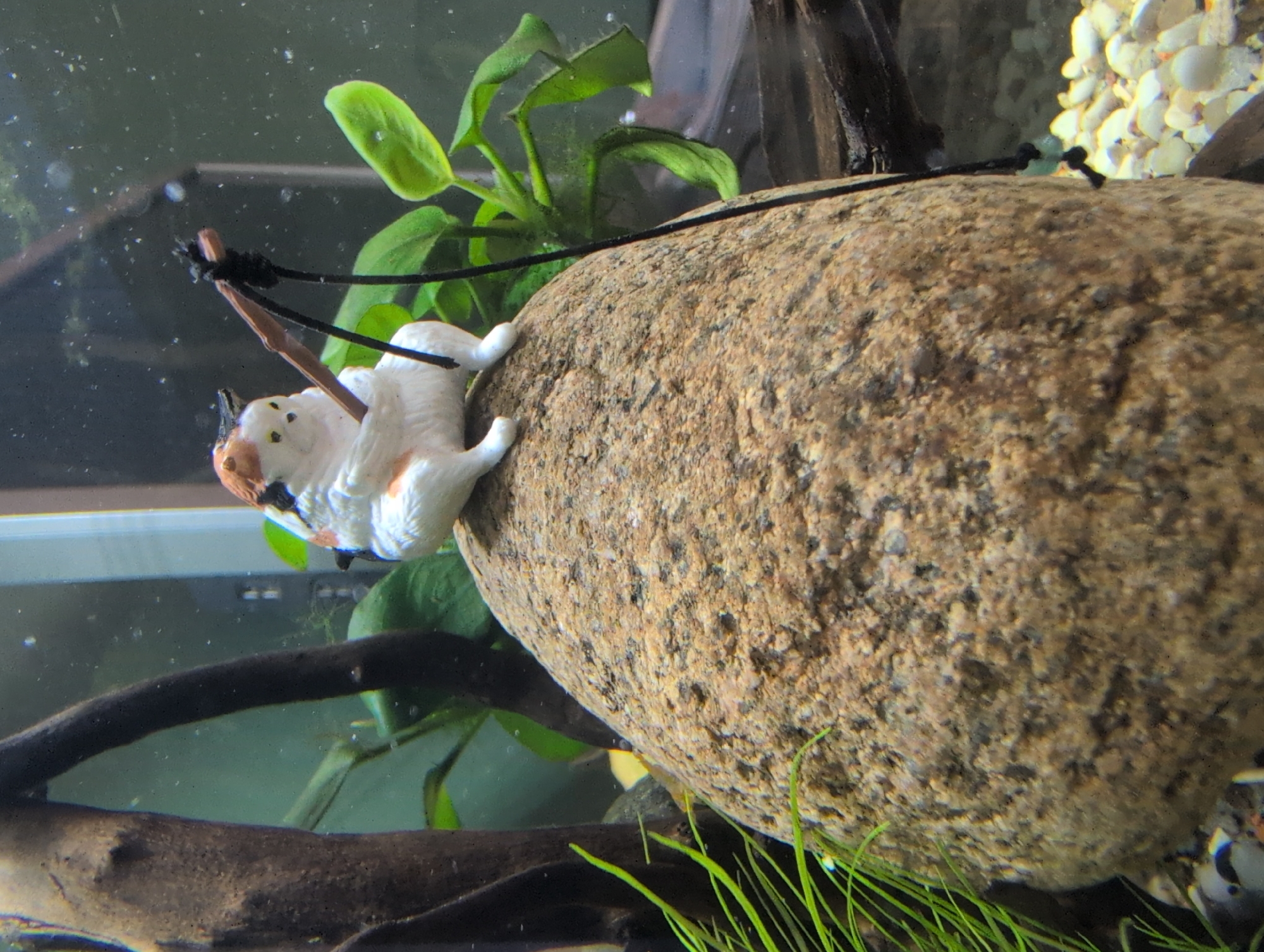A small, decorative figurine of a calico cat fishing with a small twig rod is perched atop a large, rough-textured brown rock in an aquarium. The cat is white with orange and black markings, and it is holding the rod with both paws. A black string is attached to the end of the rod and dangles downwards. In the background, there are green aquatic plants, a dark brown driftwood branch, and a light-colored background that appears to be the wall of the aquarium. The substrate at the bottom of the aquarium consists of small, light-colored pebbles. The image does not provide any information that would allow for the localization of this scene in Saint Petersburg, Russia.