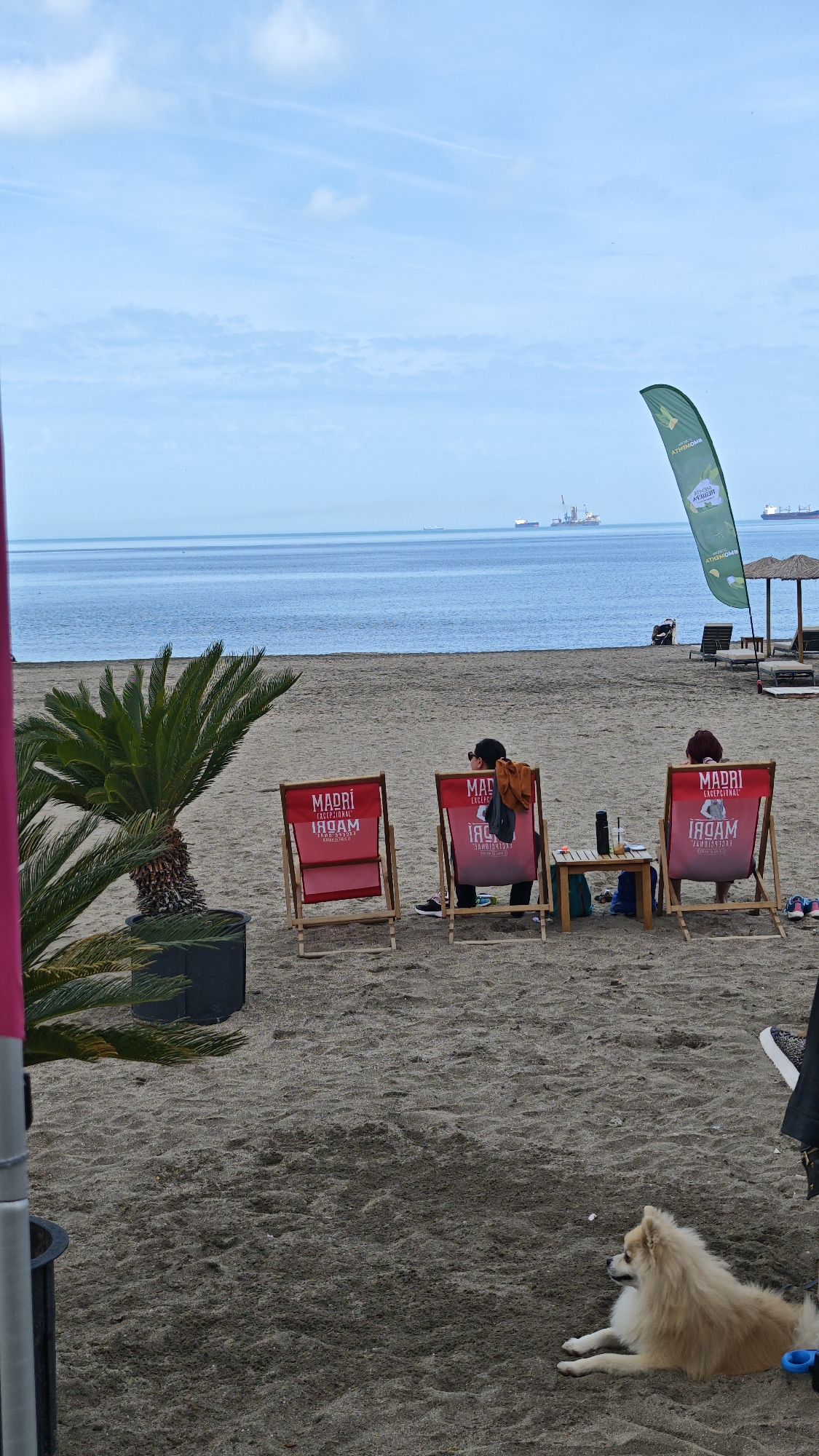 The image captures a scene on a beach in Burgas, Bulgaria. The beach is sandy, with several people relaxing in red beach chairs facing the sea. A small wooden table sits between two of the chairs. A small, light-colored dog lies in the sand in the foreground. A potted palm tree is also present on the sand. In the background, the sea is visible with several cargo ships on the horizon. A green flag is placed to the right. The sky is overcast.