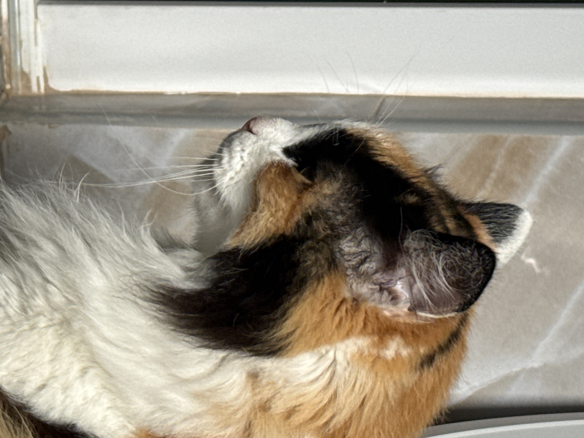 A close-up, profile view of a calico cat looking out from between two vertical elements. The cat has patches of white, black, and orange fur. Its whiskers are prominent, and its fur appears fluffy. The background consists of a textured, light-colored surface with subtle shadows. The scene appears to be indoors, near a window or door frame.