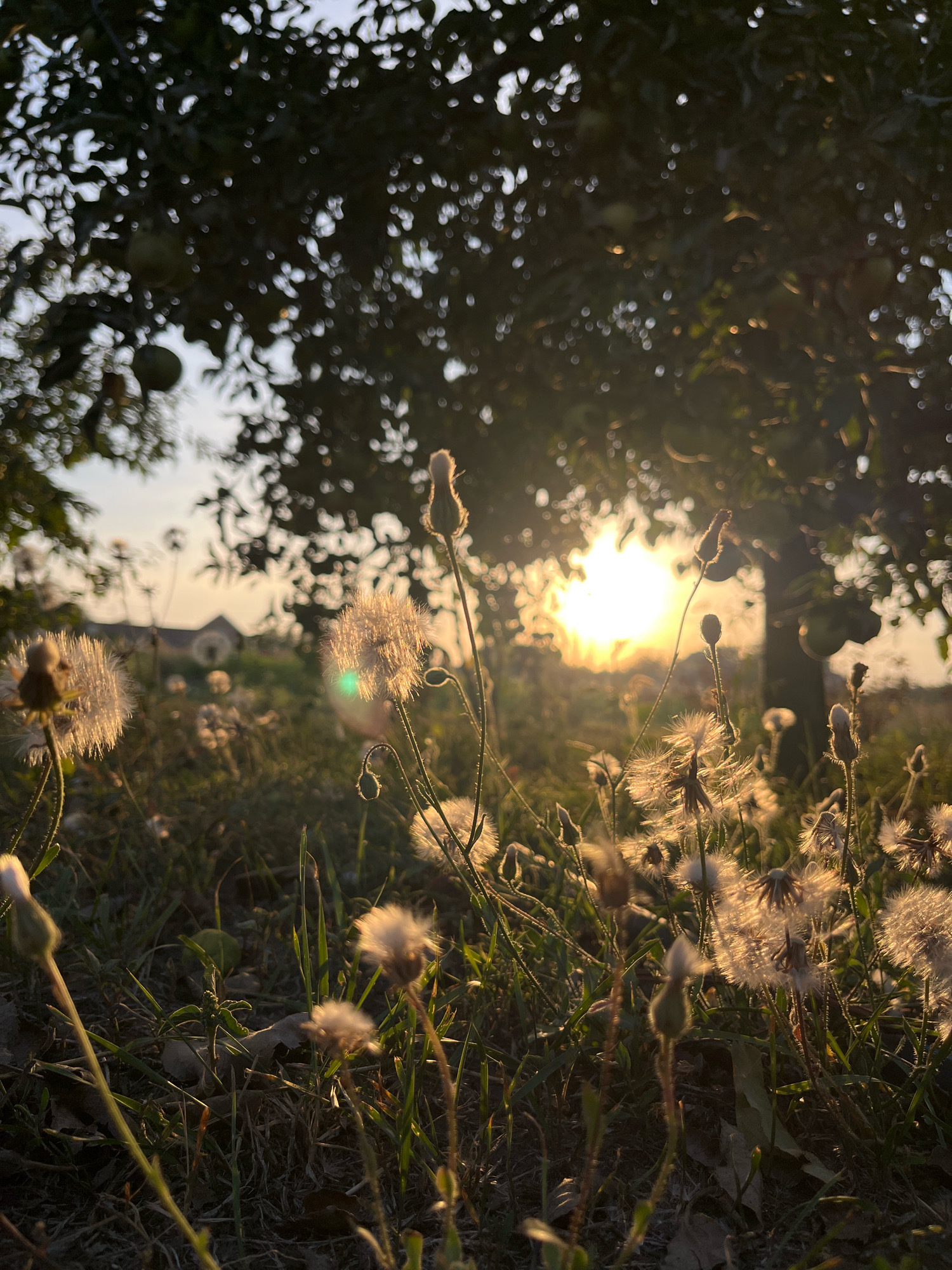 The image shows a close-up view of dandelions in a grassy field, with a blurred background of trees and a house. The sun is setting, casting a warm glow over the scene and creating lens flare. The dandelions are in various stages of development, with some in bud and others with their seed heads fully formed. The grass is green and lush, with some fallen leaves scattered on the ground. The trees in the background are full of leaves, and a house with a visible roofline can be seen in the distance. The overall mood of the image is peaceful and serene.