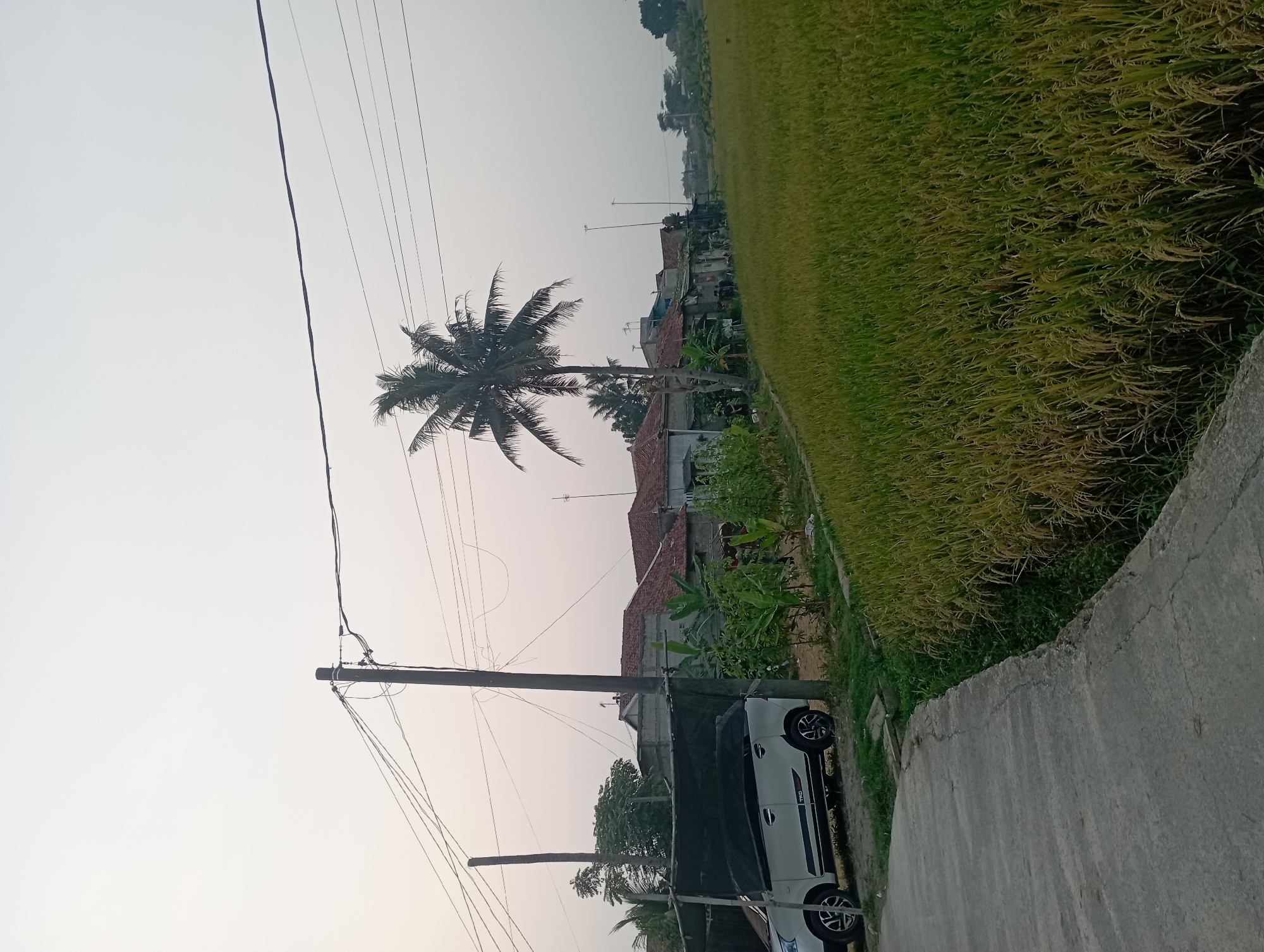 The image depicts a rural scene, likely on the outskirts of Purwakarta, Indonesia, characterized by a paddy field in the foreground and middle ground. The field is filled with mature rice stalks, showing a mix of green and golden hues, indicating it's close to harvest. A narrow concrete path runs along the left side of the paddy field, curving away from the viewer. To the left of the path, a white van is parked under a black netting structure, possibly a temporary shelter or greenhouse. Behind the van and the netting, a row of houses with red tile roofs is visible, with some vegetation, including banana plants, growing in front of them. A tall coconut tree stands prominently near the center of the image, its fronds silhouetted against the pale sky. Overhead, multiple power lines stretch across the frame, supported by wooden utility poles. The sky is overcast and hazy, suggesting it might be early morning or late afternoon. The overall atmosphere is quiet and serene, typical of a rural Indonesian landscape.