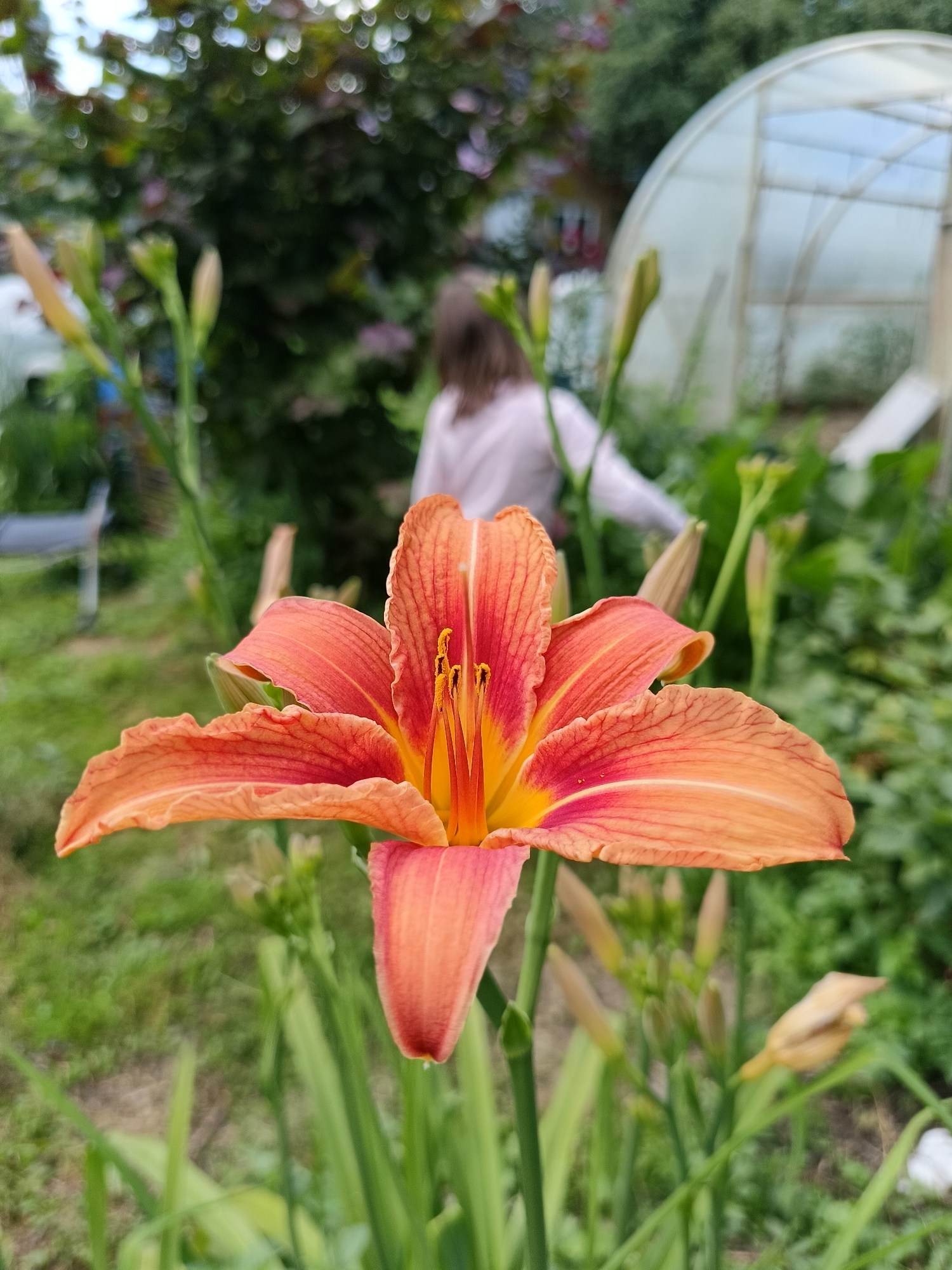 In Lagovskoe, Russia, a close-up, eye-level shot focuses on a vibrant orange daylily in a garden. The flower, with its six delicate petals and prominent yellow stamens, is the central subject. Behind the daylily, out of focus, a person wearing a light pink shirt stands amidst greenery and a greenhouse structure. The background also includes blurred foliage, suggesting a natural, outdoor setting.