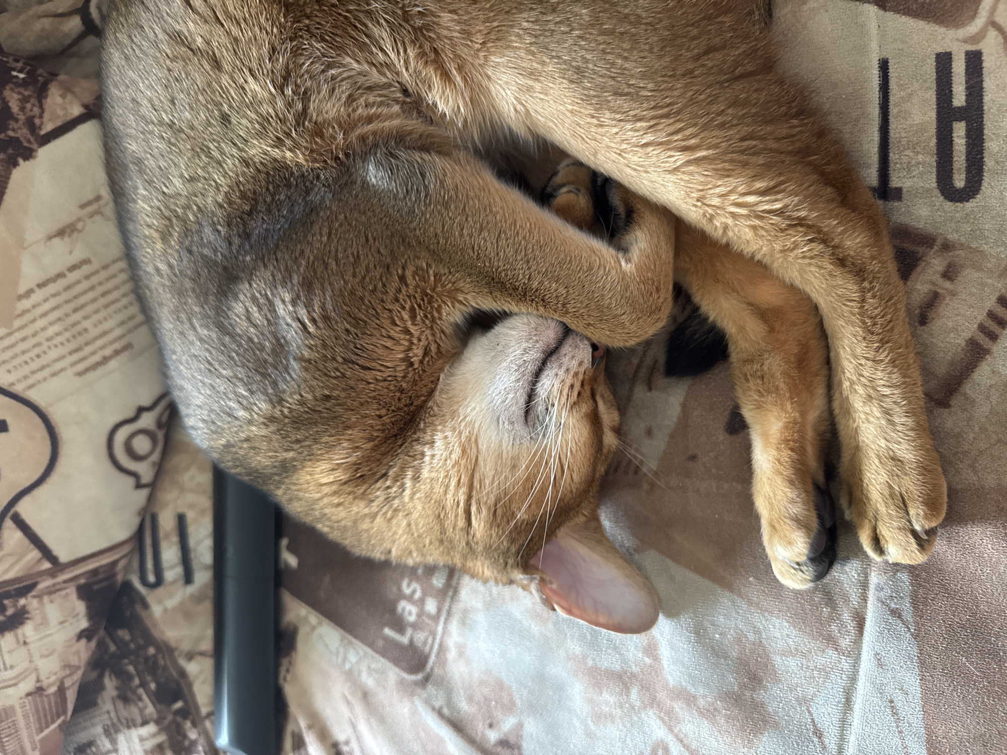 A close-up, overhead shot captures an Abyssinian cat sleeping curled up on a patterned surface. The cat, with its characteristic ticked fur in shades of golden brown and black, is resting its head on its paws, obscuring its face. Only its muzzle, whiskers, and a pink ear are clearly visible. The cat's body is tightly curled, showcasing its furry limbs and paws. The surface beneath the cat appears to be fabric, with a repeating pattern of what looks like text or script, possibly in brown ink on a lighter background. There are also some darker elements in the pattern, including what might be decorative motifs. To the left of the cat, a dark, cylindrical object, possibly a remote control or a pen, lies partially visible. The lighting suggests it's daytime, with the light falling on the cat's fur. The overall impression is one of peaceful slumber. No weather or specific location cues beyond the general description of the patterned surface are evident.