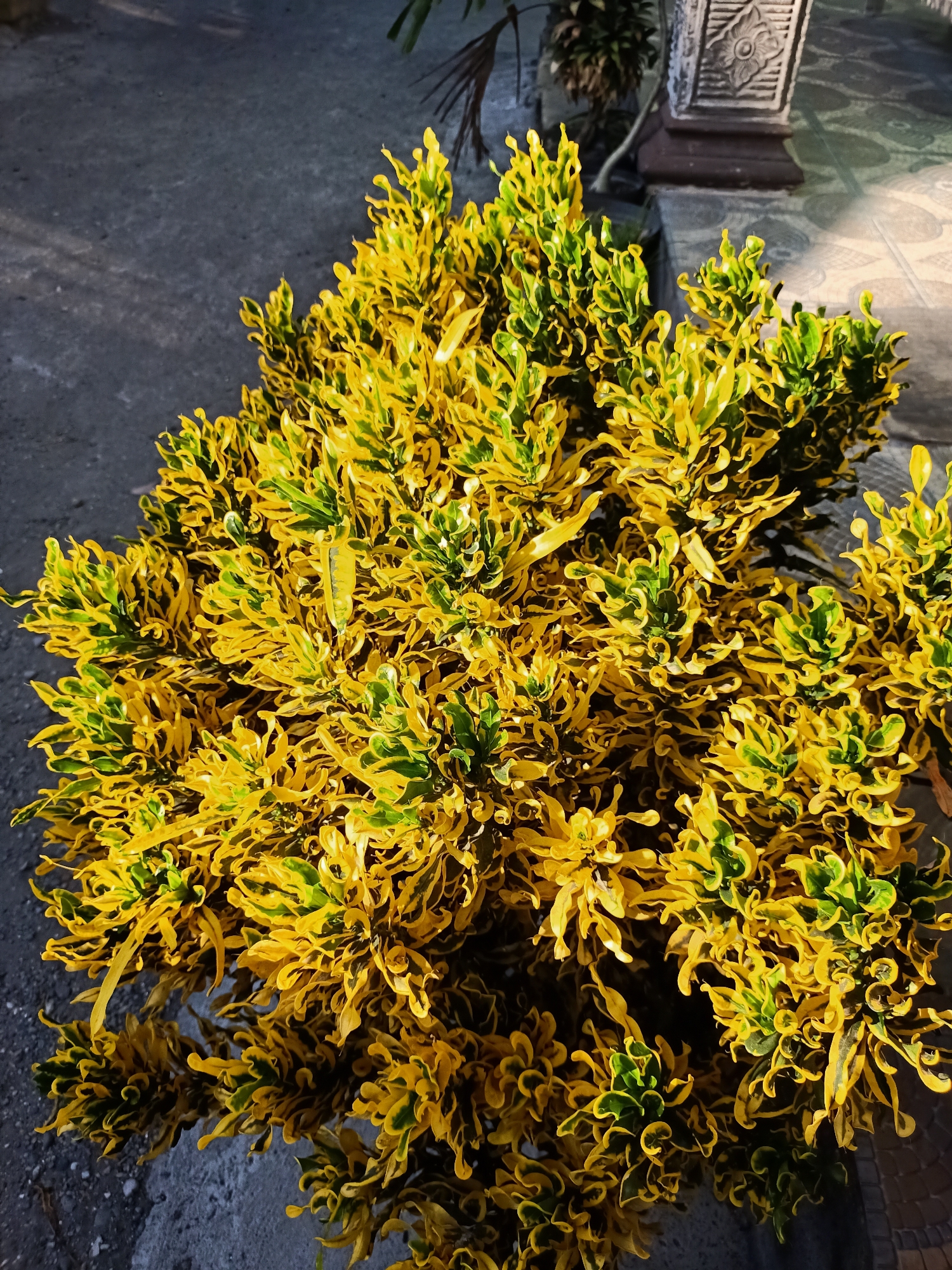 This is a close-up, overhead shot of a vibrant croton plant with yellow and green variegated, ruffled leaves. The plant is dense and bushy, filling most of the frame. The background consists of a grey, textured surface that appears to be concrete or asphalt, with some dappled sunlight and shadows. In the upper right portion of the background, a decorative stone pillar with carvings is partially visible, suggesting an outdoor setting, possibly a garden or courtyard. The image was taken in the city of Kendung, Indonesia.