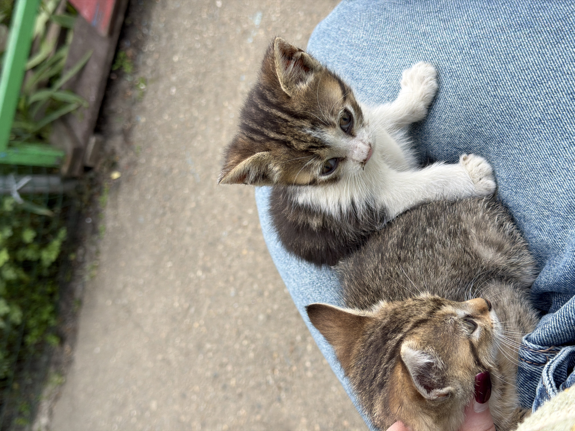 Two kittens rest on a person's lap, likely outdoors. The person is wearing denim jeans. One kitten, positioned on top, is a mix of brown tabby and white, with white paws extending towards the denim. The other kitten, underneath, is mostly brown tabby, with a hand gently touching its head. The background shows a concrete surface, possibly a sidewalk, and a portion of a wooden structure with green trim, suggesting a backyard or street setting. The location is stated to be Beryozovy, Russia.