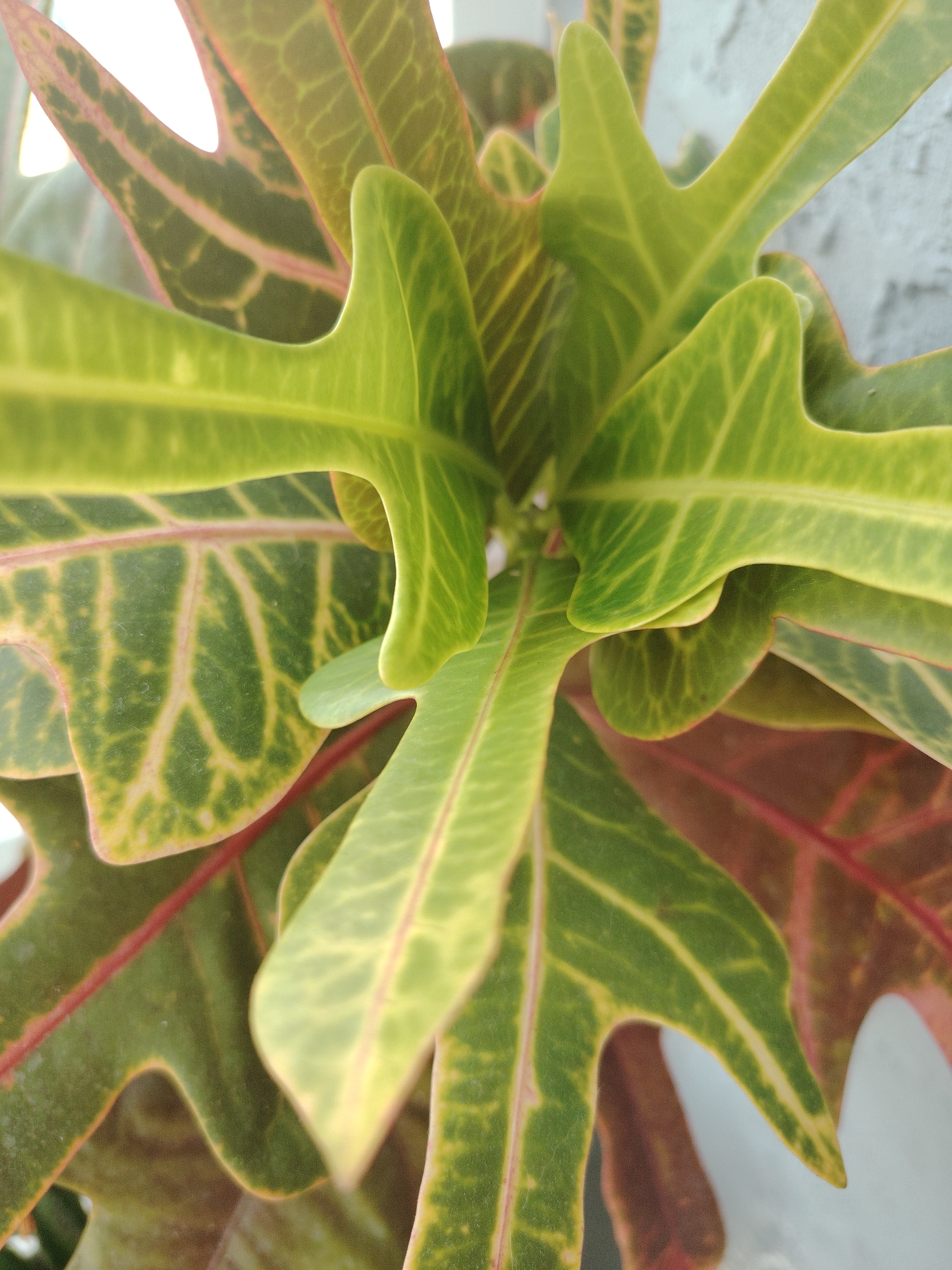 A close-up, overhead shot focuses on the vibrant green leaves of a Croton plant. The leaves display a variety of shapes and sizes, with some exhibiting pointed tips and others a more rounded, wavy edge. Veins of lighter green and subtle yellow crisscross the leaves, creating a patterned effect. The edges of some leaves are tinged with red, adding a splash of contrasting color. The plant is positioned against a blurred background that appears to be a textured, light-colored wall, possibly concrete. The lighting suggests an outdoor or well-lit indoor environment. No people or animals are present in the image. This image is of a plant and its leaves and does not contain information related to the city of Vitsebsk, Belarus.