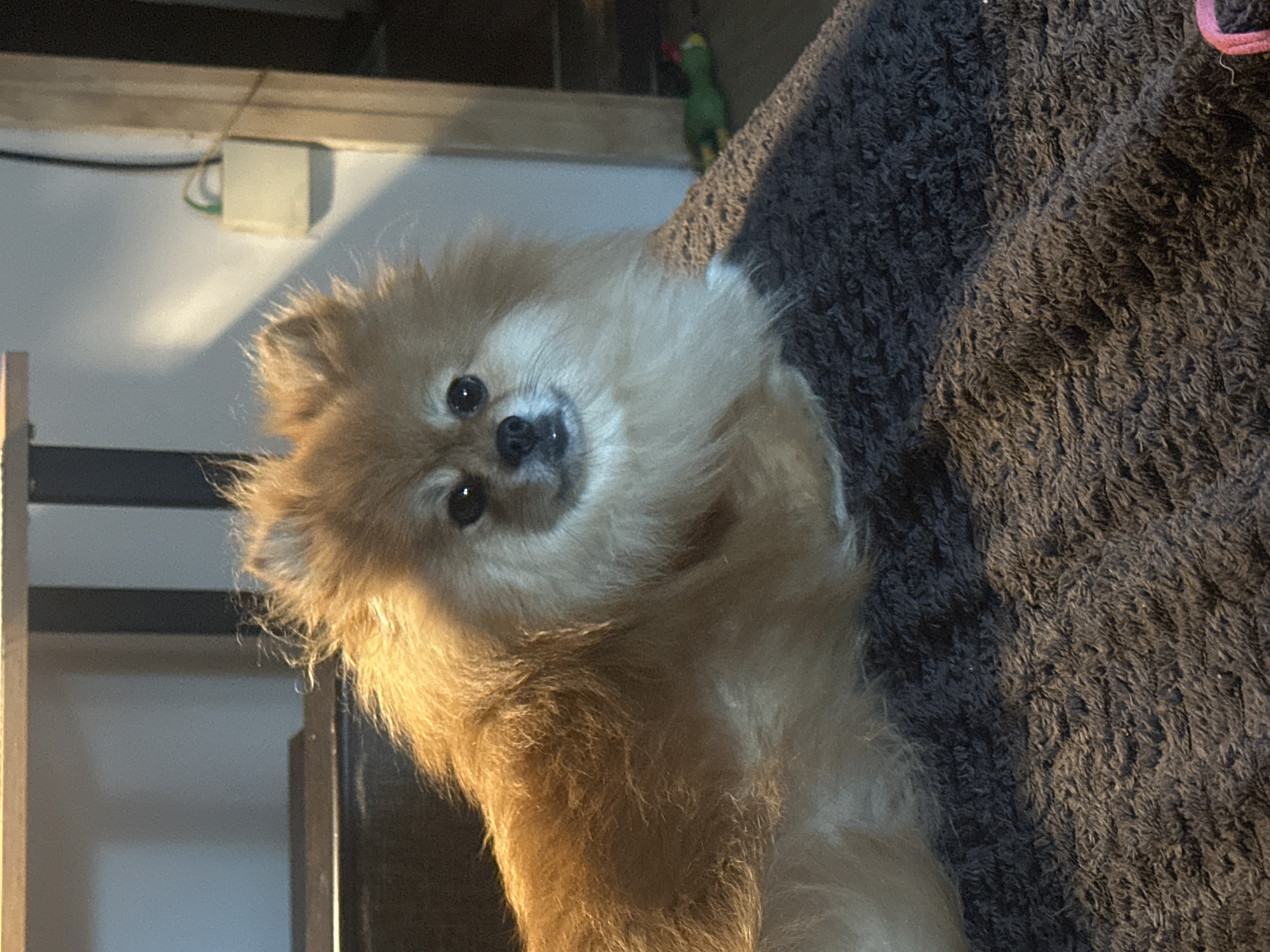 A Pomeranian dog is the subject of the image, positioned centrally and facing the viewer. The dog has fluffy, light brown fur and dark eyes. It is lying on a dark, textured surface, possibly a rug or blanket, with shadows cast across it. In the background, there is a wall with a light-colored electrical box and a wooden frame. To the right of the dog, a green toy with red accents is visible on the floor. The overall environment appears to be indoors, with dim lighting.
