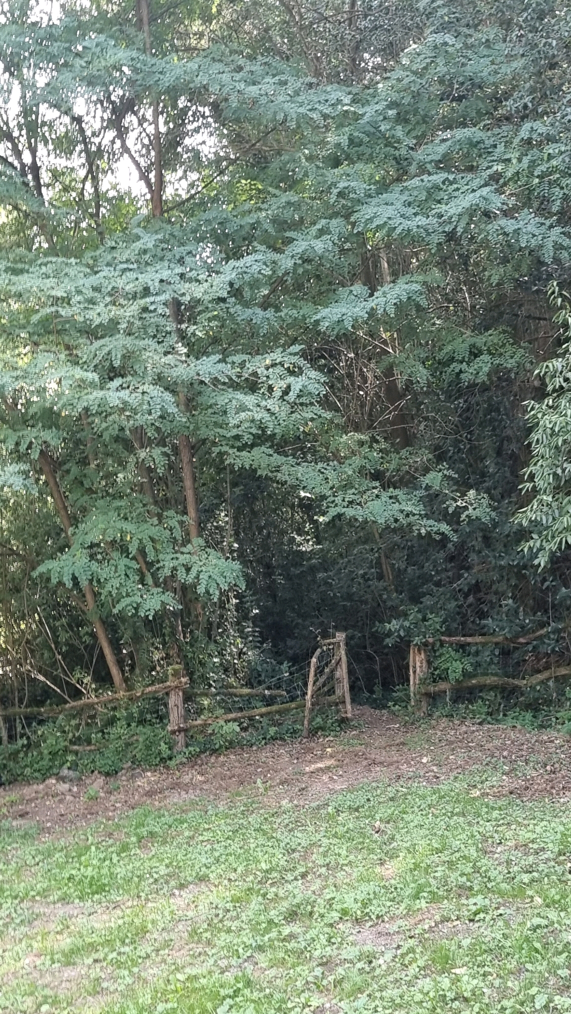 A rustic wooden fence with posts and branches encloses an area of dense green trees and foliage in a natural setting. The ground in front of the fence is covered with dry leaves and dirt, while a patch of green grass is visible in the foreground. A small, weathered wooden gate, partially obscured by branches, stands open within the fence line. The scene appears to be located in a wooded area, possibly on the outskirts of Sant Joan les Fonts, Spain.