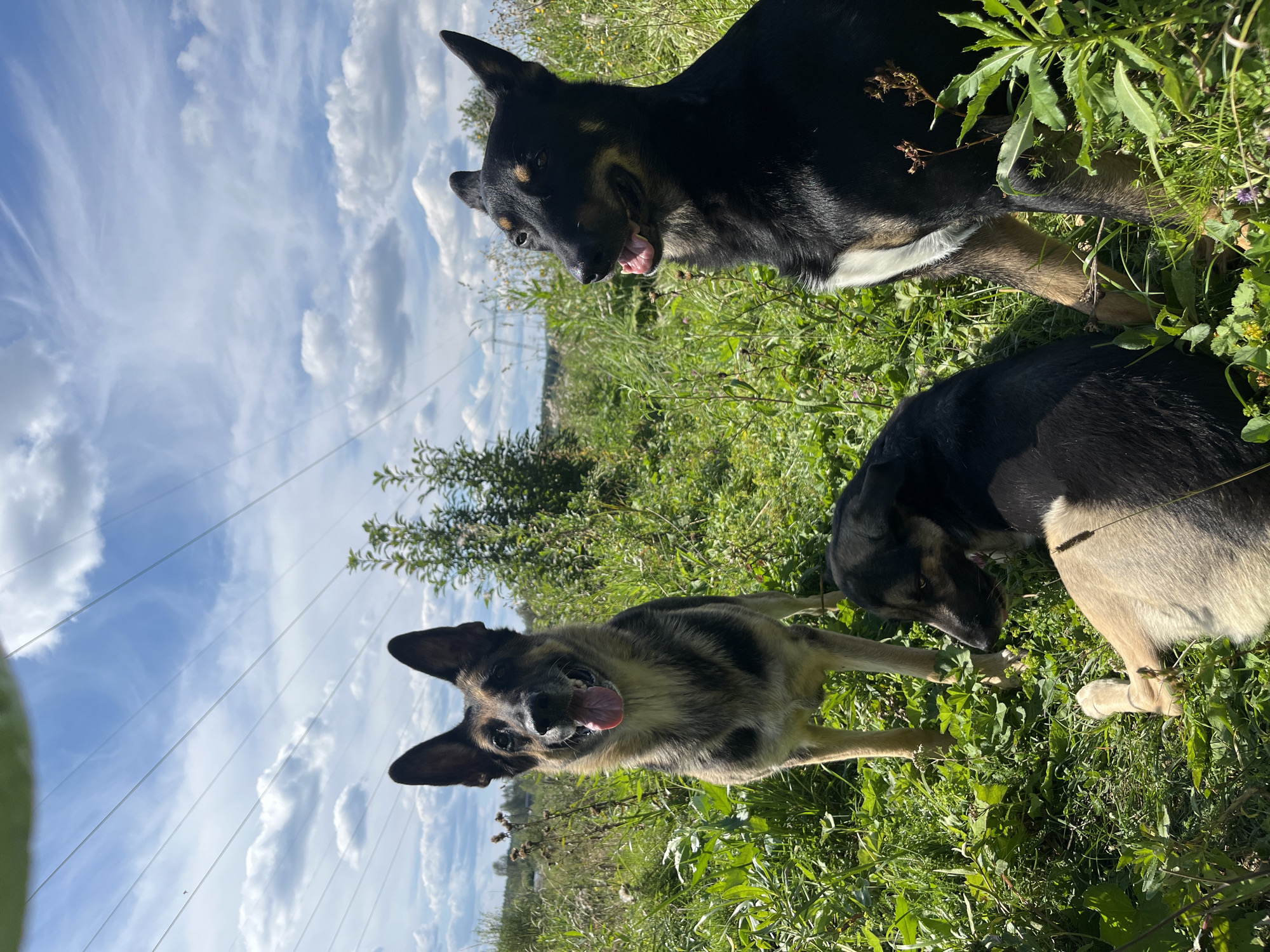 Three dogs are in a grassy field under a cloudy sky. The dog in the foreground on the left is a German Shepherd mix, facing the camera with its tongue out. To the right is a black and tan dog sitting up and looking to the side. In the center foreground, a tan and black dog is lying down, facing left. The field is filled with green grass and some wild plants. Power lines are visible in the sky, along with some trees and buildings in the distance, suggesting a rural or semi-rural area. There are no people present in the image. The location is identified as Nizhny Tagil, Russia.