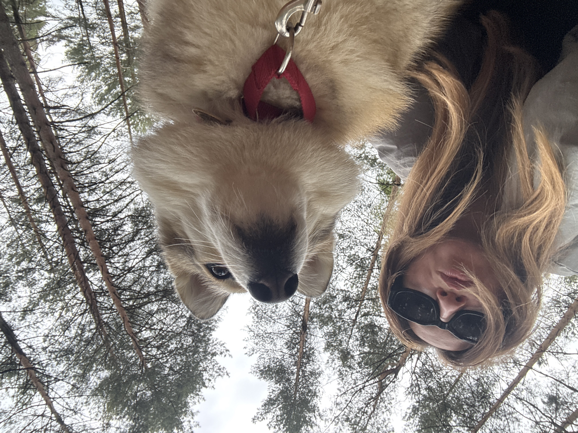 A low-angle shot of a woman and a dog in a forest setting, possibly near Прикамский, Russia. The photo, taken from below, shows the faces of both the woman and the dog against a backdrop of tall trees and a cloudy sky. The woman is wearing sunglasses and has shoulder-length hair. The dog has light-colored fur and is wearing a red collar. The shot includes tree trunks and branches reaching upwards toward the sky.