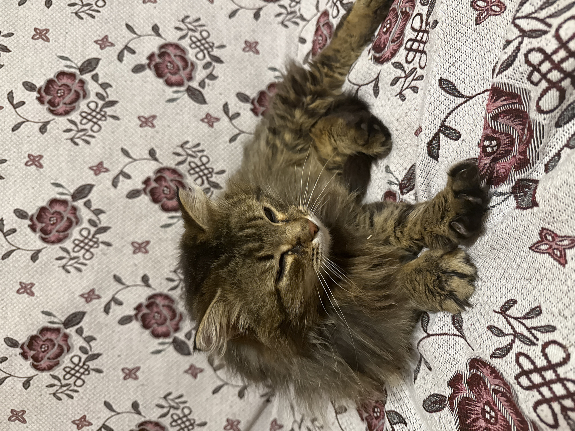 A long-haired brown tabby cat is resting on a patterned textile surface in an indoor setting in Tyulyuk, Russia. The cat is stretched out, facing towards the right of the frame, with its eyes partially closed, indicative of sleep or relaxation. Its fur is dense and multicolored, predominantly brown with darker tabby stripes. The textile features a repeating pattern of maroon and grey floral designs, along with smaller red geometric shapes, on a light grey or off-white background. No other subjects or objects are visible.