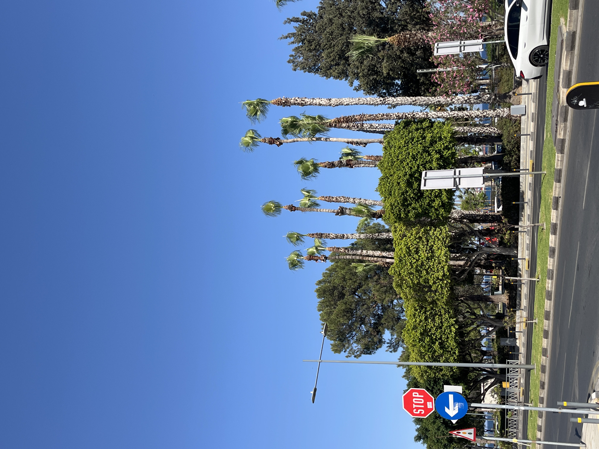 The image shows a street scene in Limassol, Cyprus, under a clear blue sky. Palm trees and lush green trees line the side of a road. Traffic signs, including a stop sign and a directional arrow, are visible. A white car is parked on the side of the road. The scene suggests a sunny day in a city with abundant greenery and pedestrian infrastructure.