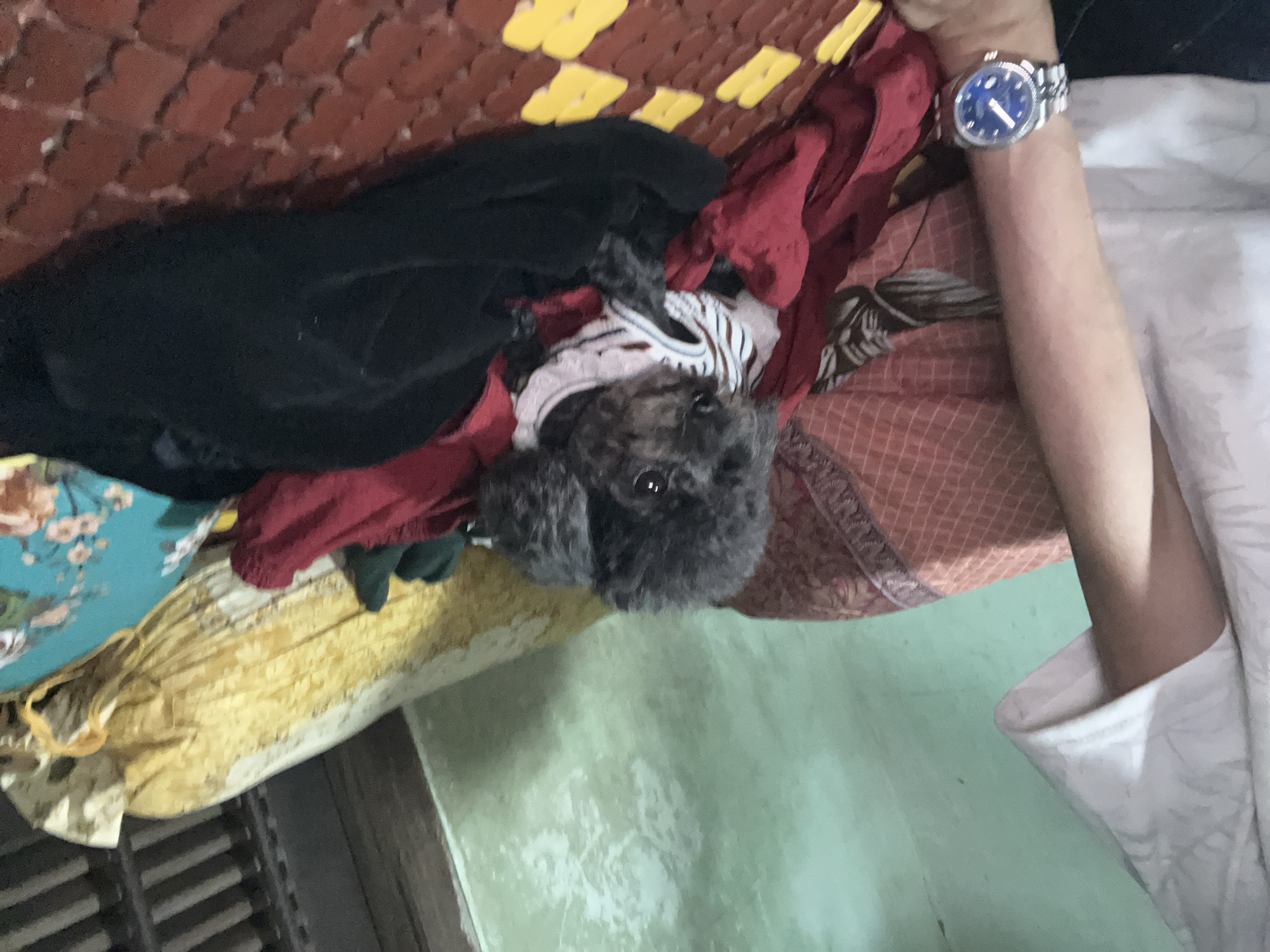 The image, taken in a portrait orientation but depicting a scene rotated 90 degrees counter-clockwise, shows a small, dark-furred dog nestled amongst various fabrics in what appears to be an indoor setting. The dog, resembling a poodle, wears a white top with black stripes and looks upwards with dark, visible eyes.
The dog is surrounded by a mix of textiles: a black garment, a deep red piece of clothing, and a patterned reddish-brown fabric, likely a blanket or cushion. To the right of the dog, a person's arm is visible, adorned with a silver wristwatch featuring a distinctive blue face. Further to the right, a section of white fabric is present, potentially part of clothing or bedding.
Above the dog (if the image were correctly oriented), there is a textured yellow and brown patterned mat or surface. On the left side of the frame, a light blue fabric with a floral pattern and a crumpled yellowish fabric can be seen. The background on the lower right shows a light green wall with noticeable texture and some discoloration. A dark, louvered structure, possibly a window or piece of furniture, is partially visible at the bottom left. The scene suggests a relaxed, domestic environment, likely a home in Bình An, Vietnam, with the dog resting comfortably. There is no visible text in the image.
