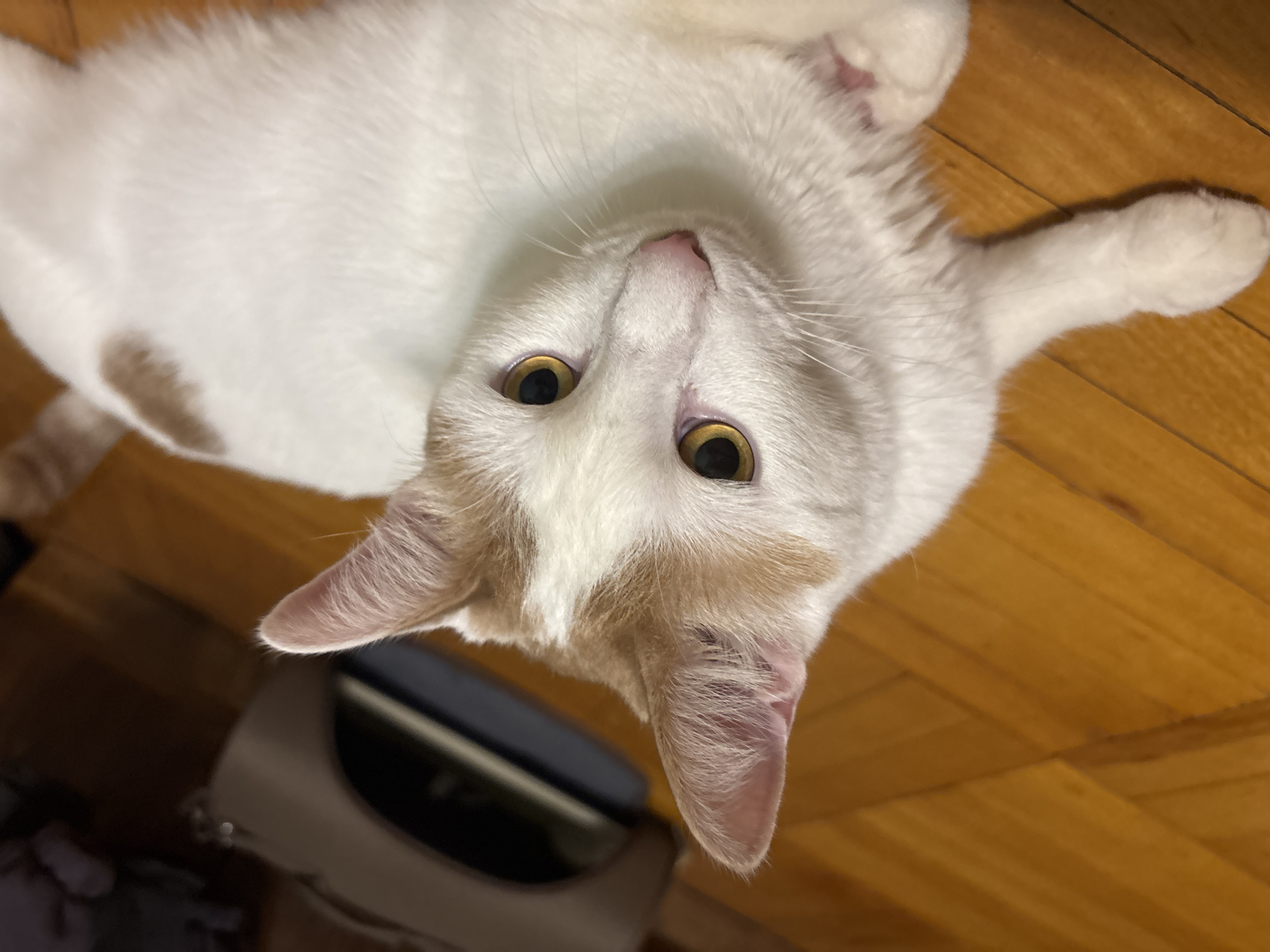 A white cat with ginger markings is lying on a polished wooden floor, its body angled towards the camera. The cat's head is turned upwards, its large, golden eyes looking directly at the viewer. Its nose is pink and its ears are pointed, with ginger tips. The cat's fur is short and appears soft. In the background, a beige bag or carrier is partially visible, and beyond that, darker, out-of-focus objects suggest an indoor setting. The lighting is warm and casts soft shadows on the floor. The image is taken from a high angle, looking down at the cat. There are no people present. The location is a domestic interior, the city is unknown, and the country is Russia.