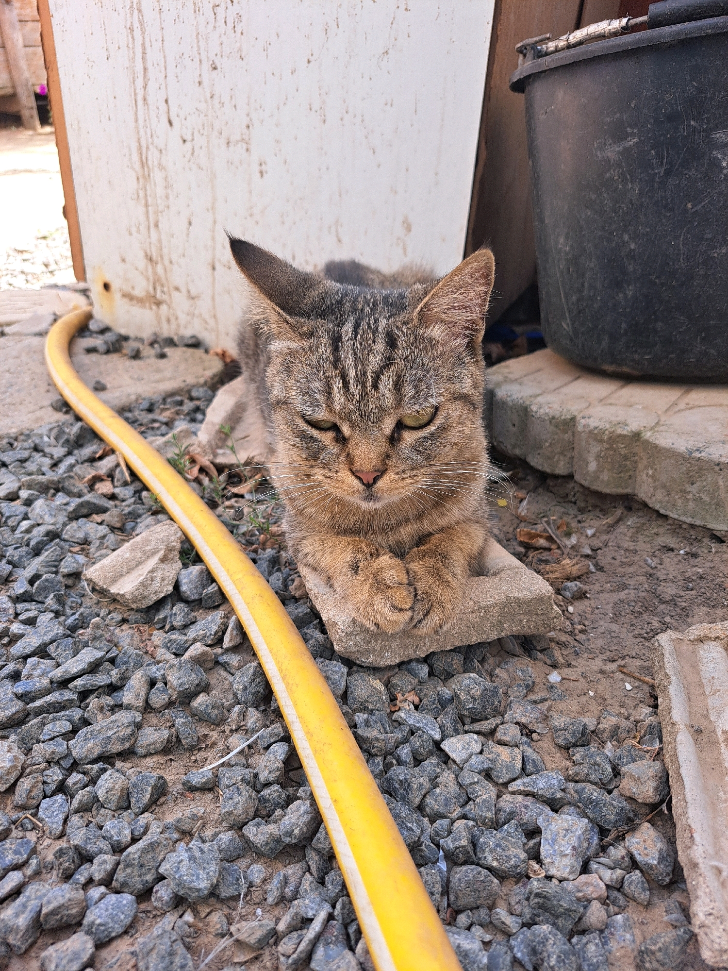 A tabby cat is lying down on a concrete slab surrounded by gravel. A yellow hose is visible in the foreground. A large black bucket is in the background, along with a white wall. The scene appears to be outdoors in Vypasne, Ukraine.