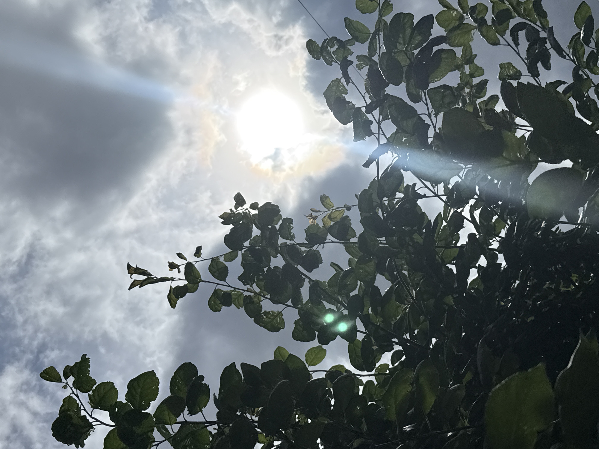 The image shows a low-angle view of tree branches with dark green leaves against a cloudy sky. The sun is partially obscured by clouds, creating lens flare and a bright halo effect. There are visible lens flares in the image, including two distinct green orbs on some of the leaves, and a prominent blue streak of light in the upper right quadrant. The overall lighting suggests it is daytime. There are no people or animals visible in the image. The scene is devoid of any identifiable urban elements and provides no information about the specific location within or outside of Pavlovka, Russia.