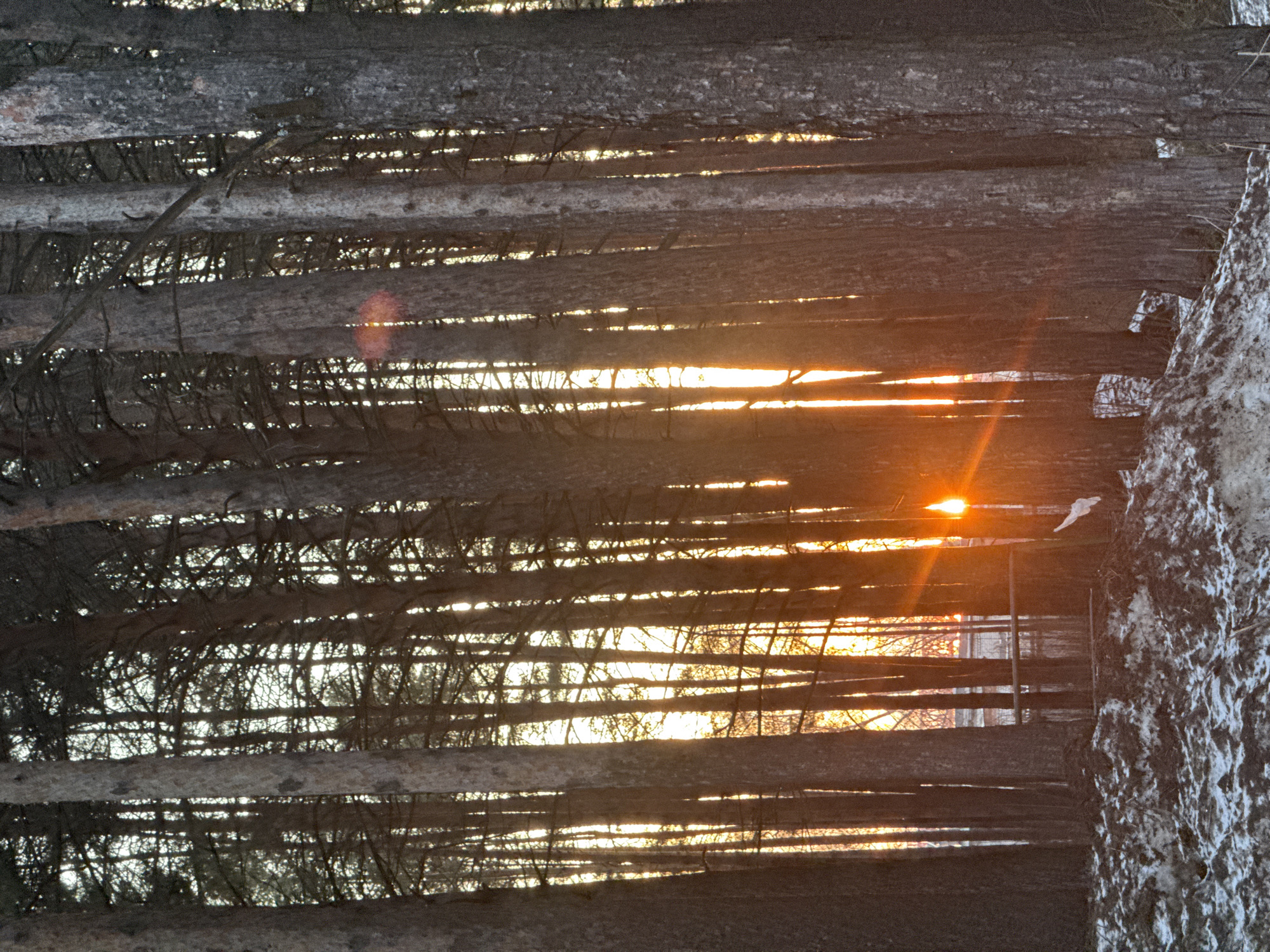 A photograph shows a line of trees standing upright against a golden sunset. The trees appear to be located in a forest near snow-covered ground, with sunlight filtering between the trees. The exact location cannot be determined from the image.