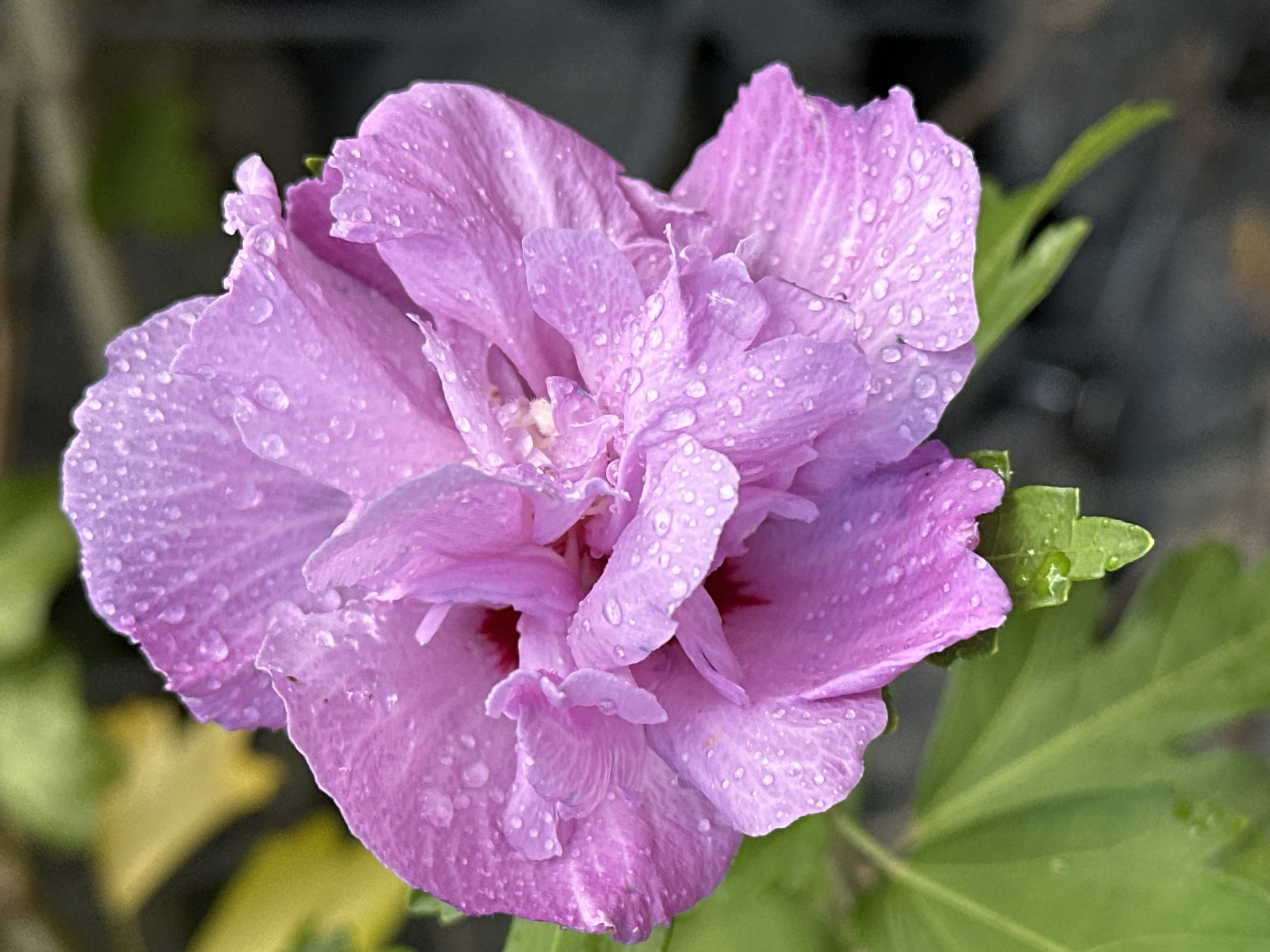 A close-up, eye-level shot captures a vibrant pink hibiscus flower with water droplets clinging to its petals. The flower is in full bloom and faces the viewer, with layers of delicate petals unfurling. The droplets are clearly visible, reflecting light and adding a glistening texture to the bloom. In the background, blurred green leaves and a dark, indistinct area suggest an outdoor garden setting. No people or animals are present. The scene appears to be located in Wisła, Poland, likely in a garden or natural setting.