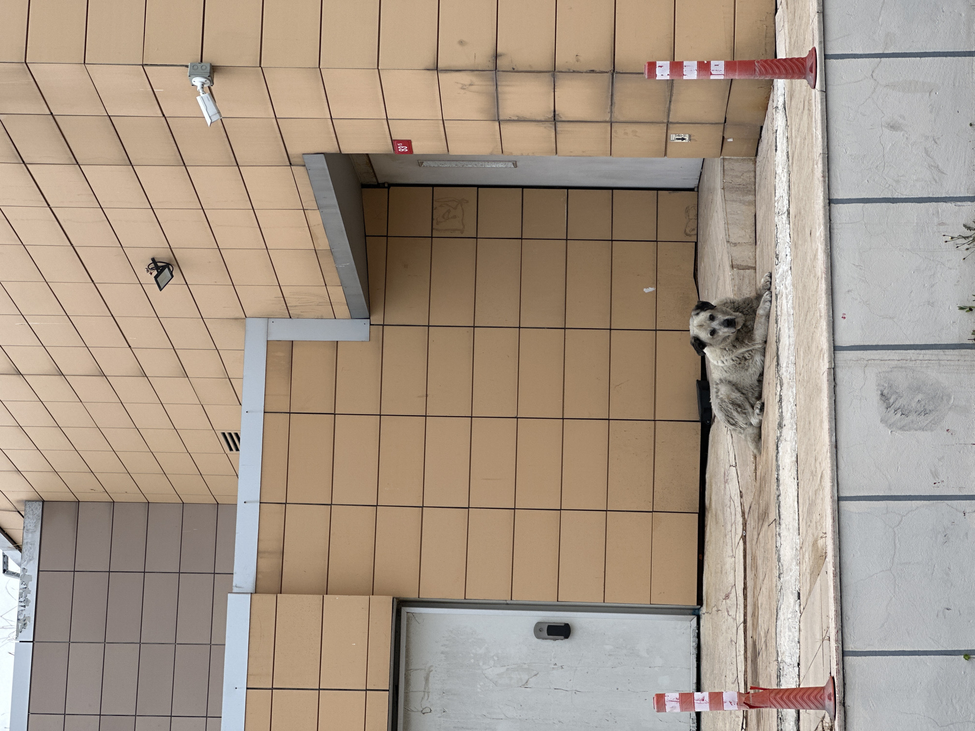 The image depicts an outdoor scene in Bakırköy, Turkey, featuring a light-colored, medium-sized dog lying down on a paved area in front of a tan-tiled building. The building has multiple entrances and is equipped with security cameras and lighting fixtures. Two red and white traffic cones are positioned in the foreground. The dog appears to be resting and is looking towards the camera. The overall environment suggests an urban setting.